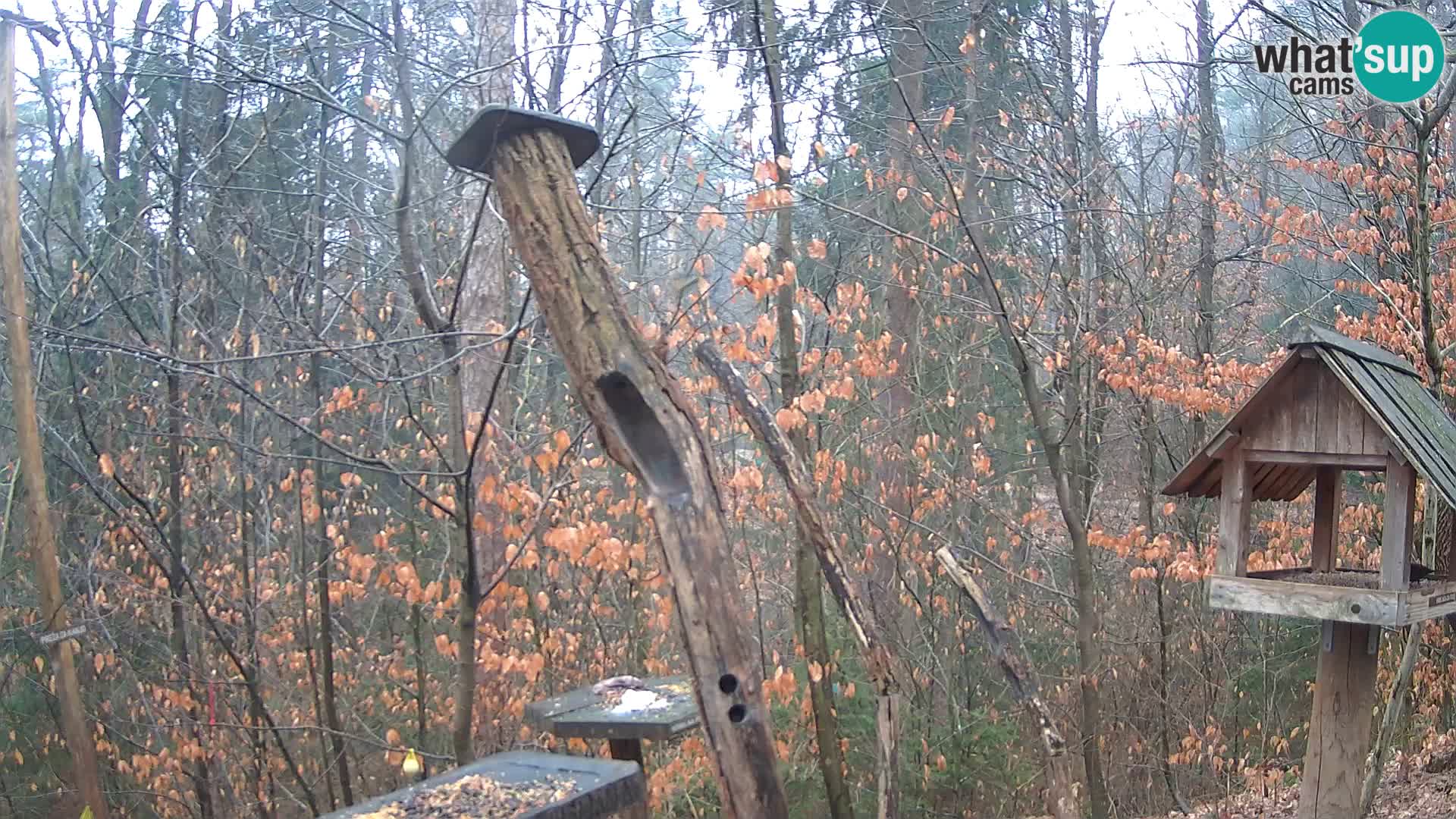 Mangeoires pour oiseaux au ZOO live webcam Ljubljana