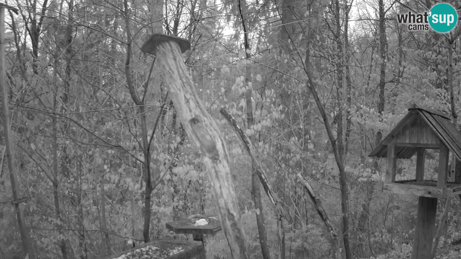 Vogelfutterhäuschen im ZOO webcam Ljubljana