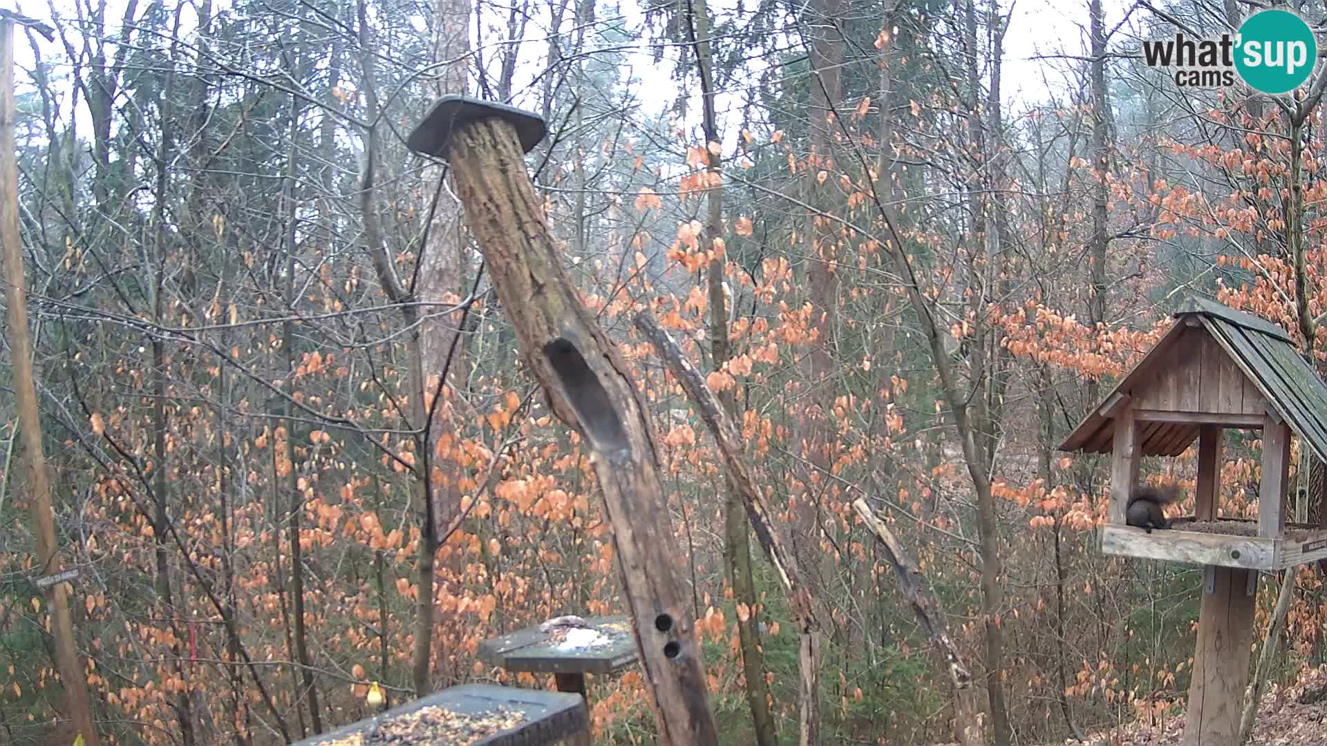 Vogelfutterhäuschen im ZOO webcam Ljubljana