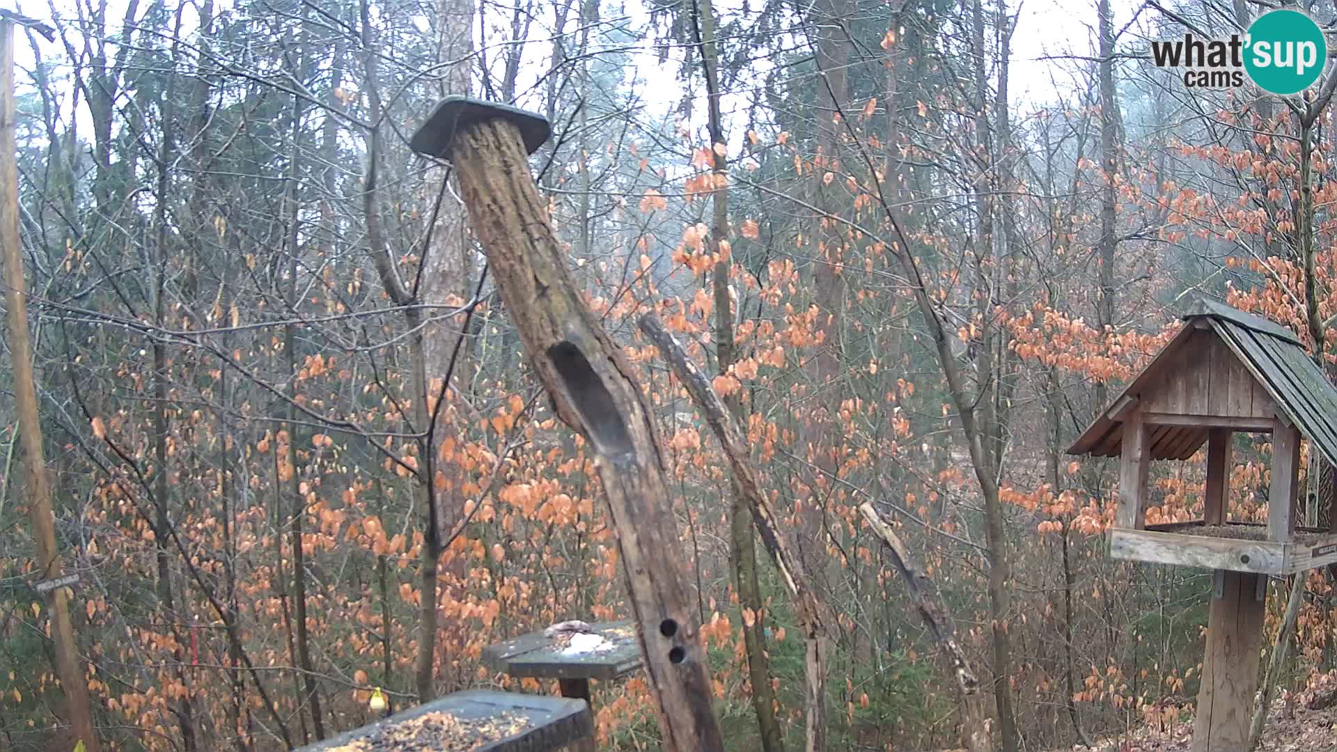 Mangeoires pour oiseaux au ZOO live webcam Ljubljana