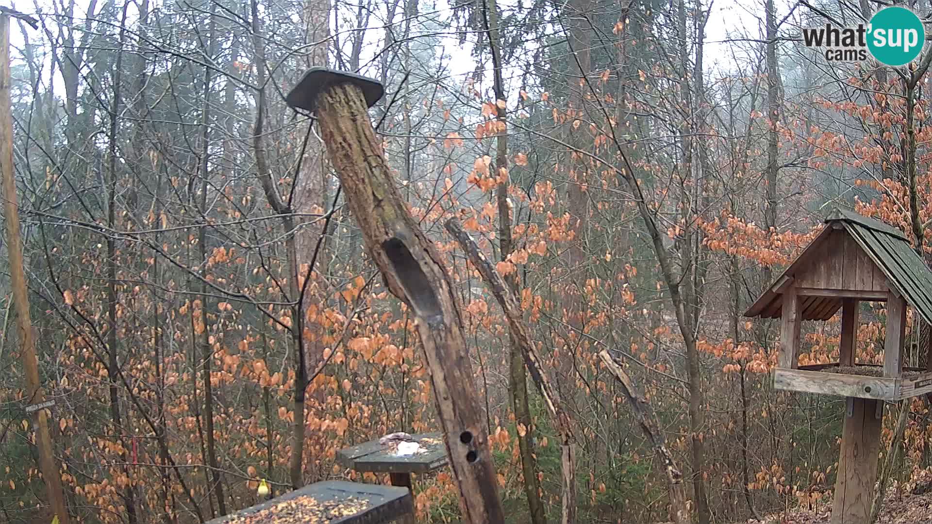 Vogelfutterhäuschen im ZOO webcam Ljubljana