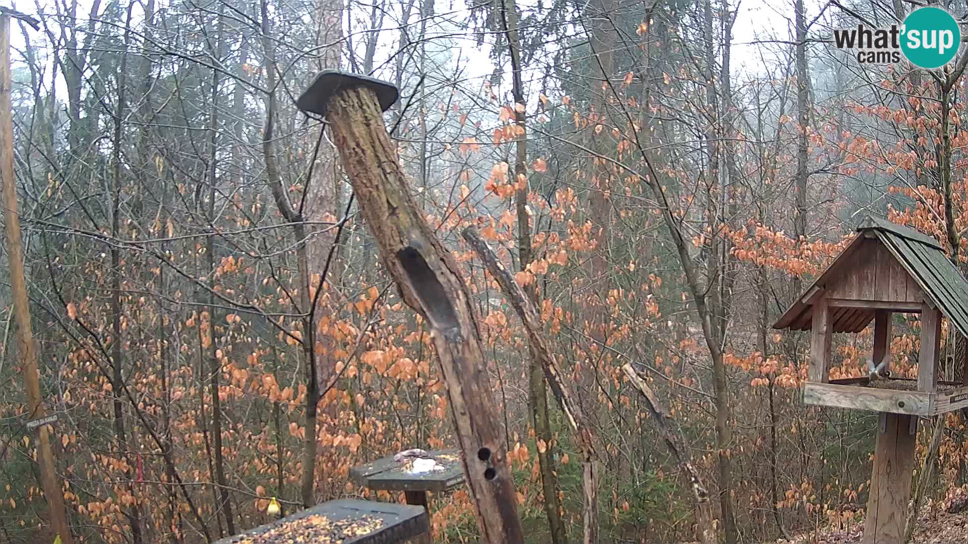 Comederos para pájaros en ZOO Ljubljana camera en vivo