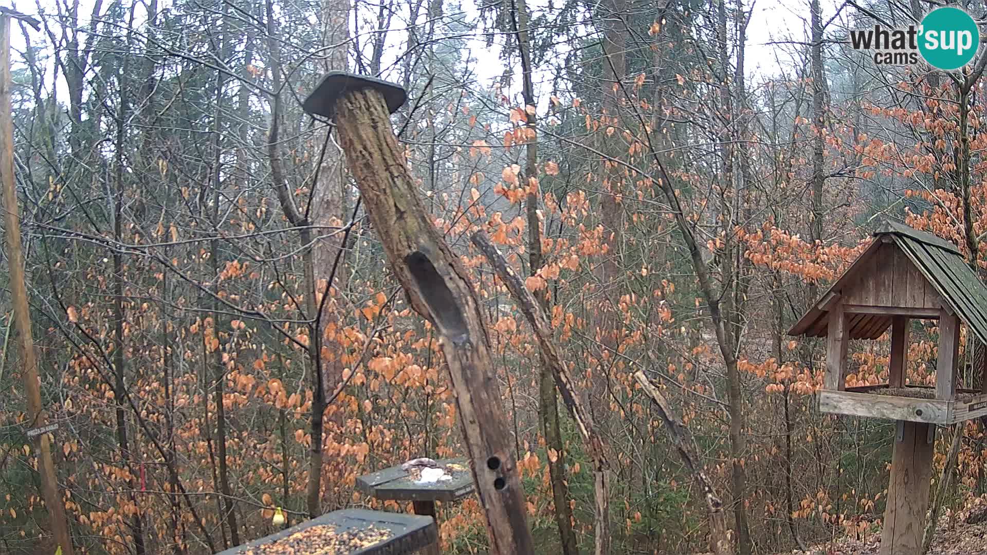 Mangeoires pour oiseaux au ZOO live webcam Ljubljana