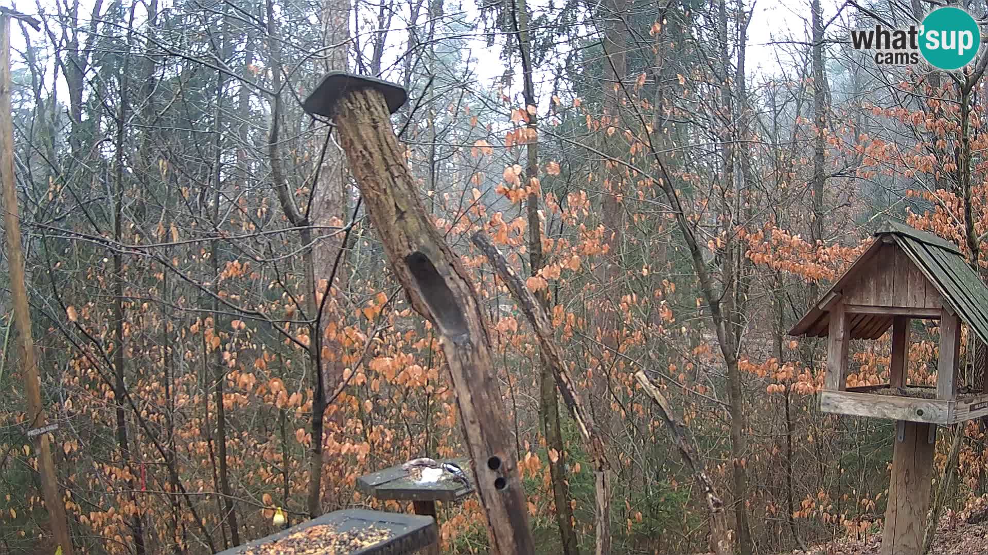 Comederos para pájaros en ZOO Ljubljana camera en vivo