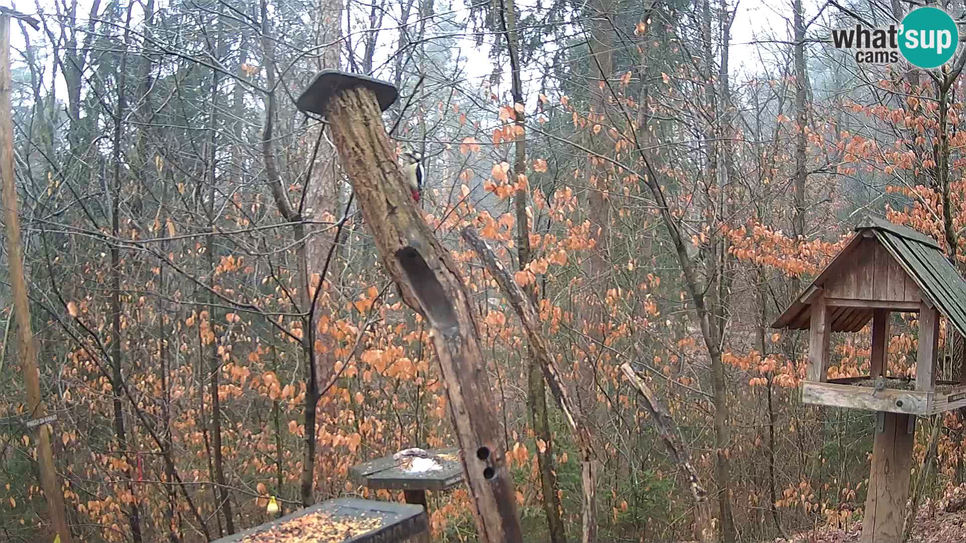 Mangeoires pour oiseaux au ZOO live webcam Ljubljana