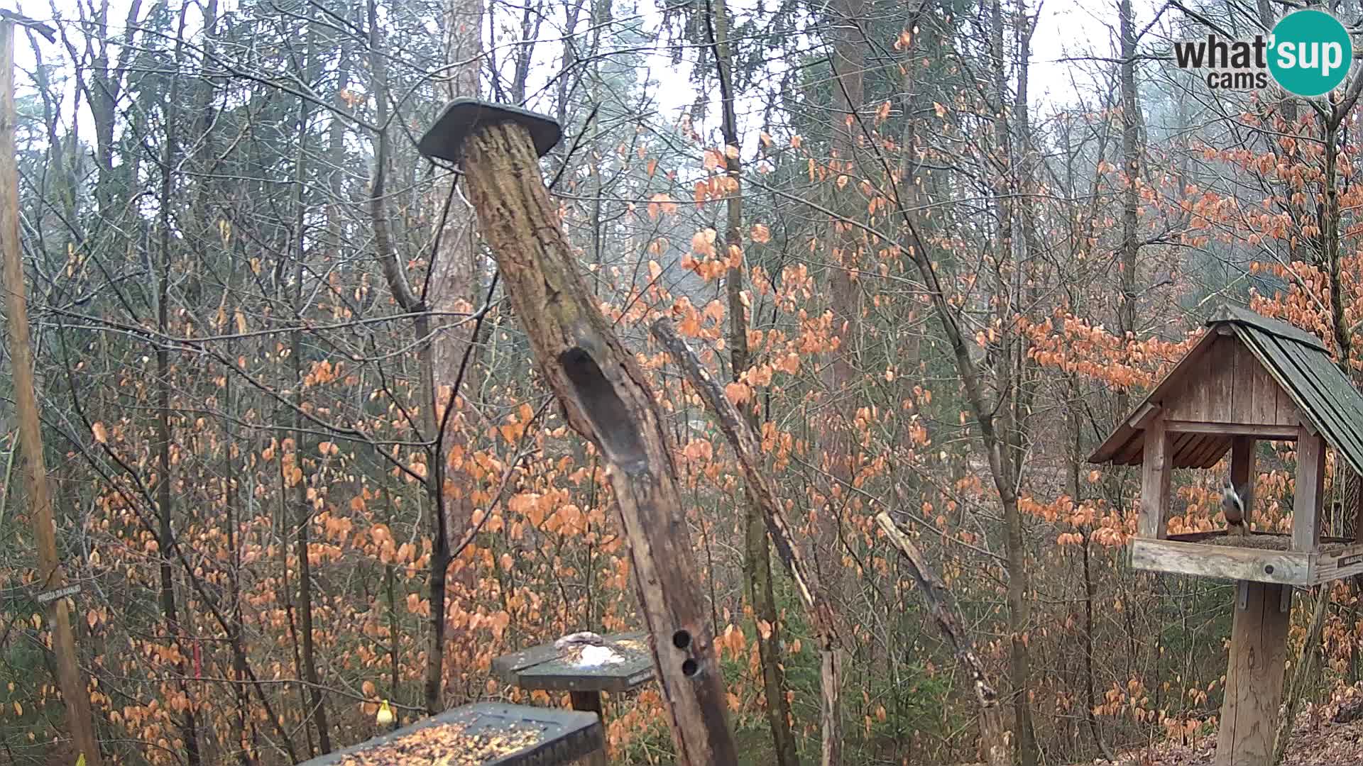 Mangeoires pour oiseaux au ZOO live webcam Ljubljana