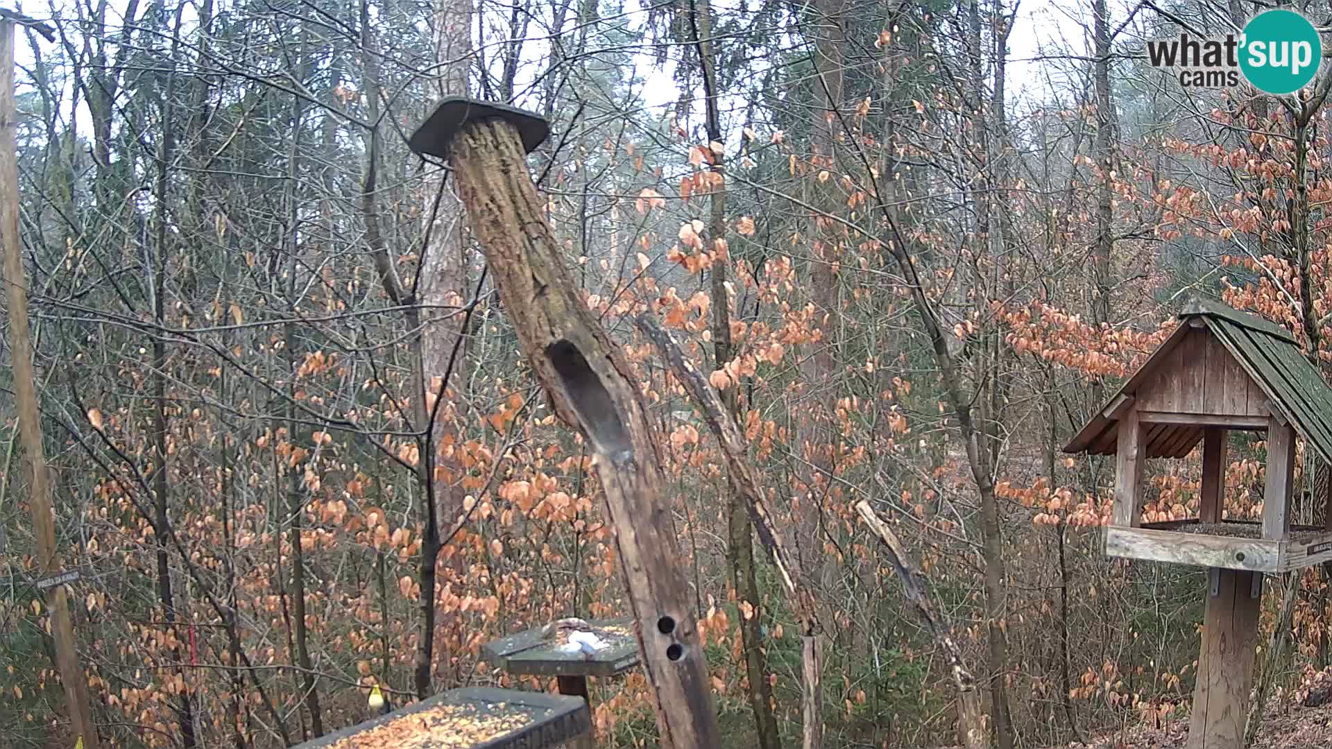 Comederos para pájaros en ZOO Ljubljana camera en vivo