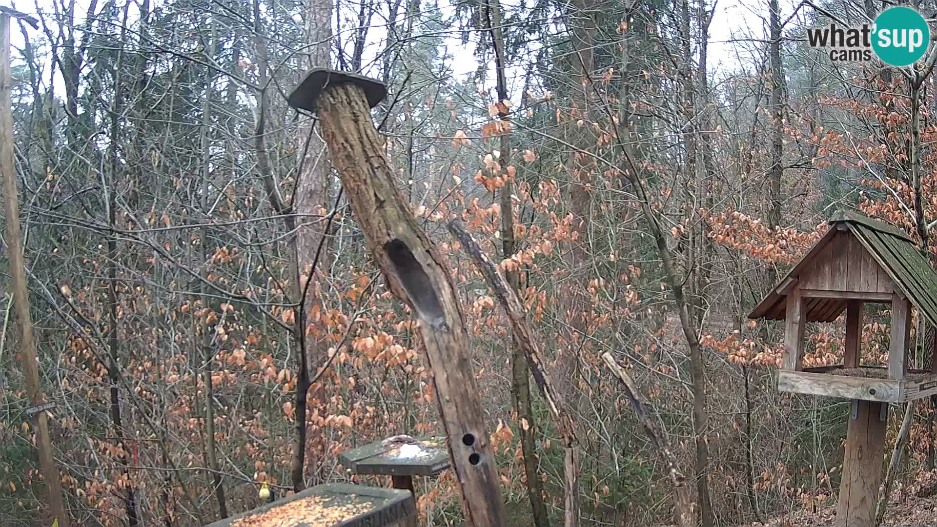 Mangeoires pour oiseaux au ZOO live webcam Ljubljana