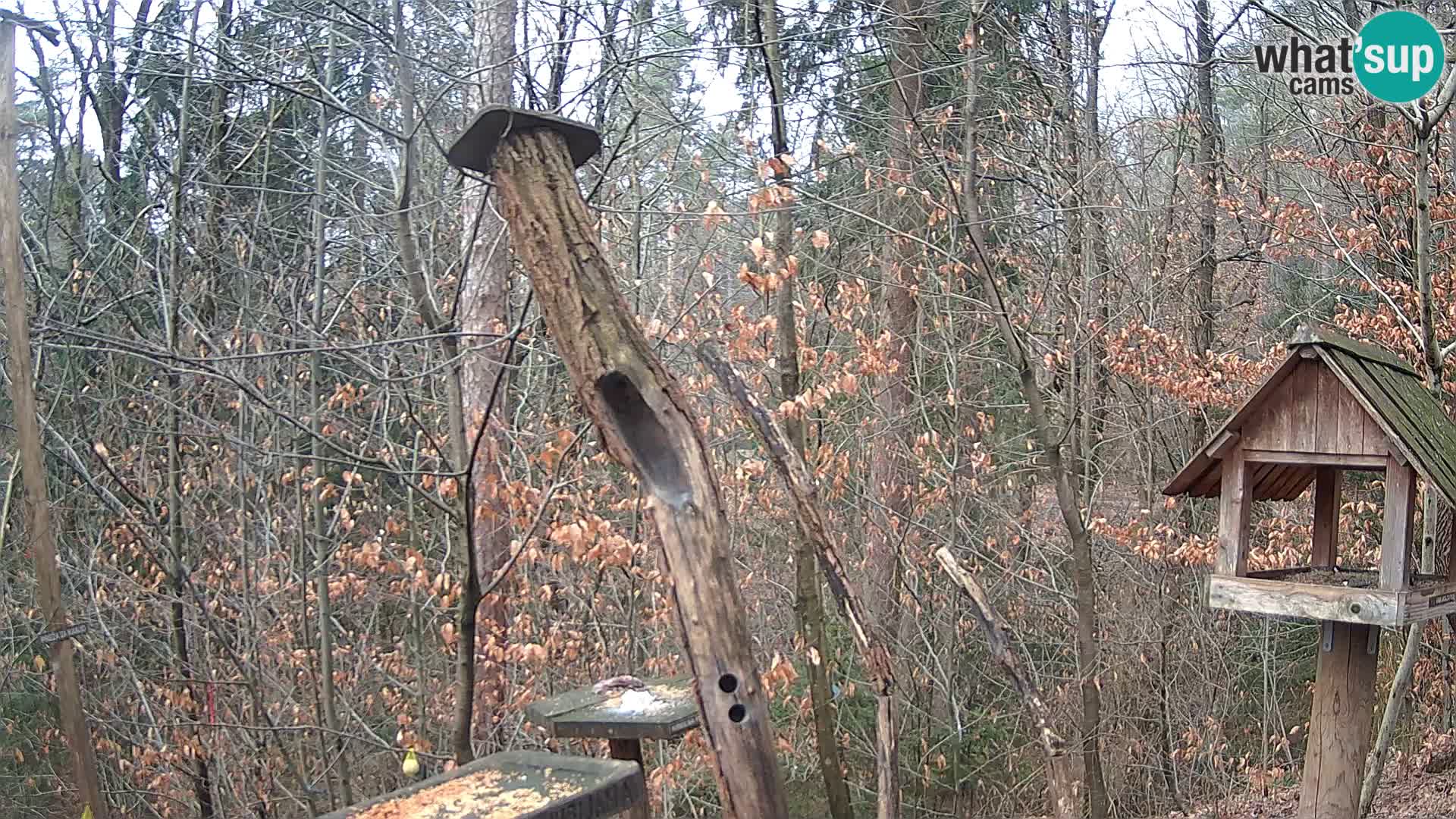 Vogelfutterhäuschen im ZOO webcam Ljubljana