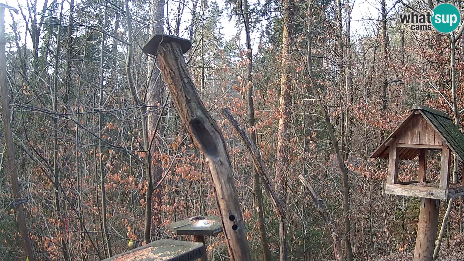 Krmilnice za ptiče v ZOO Ljubljana spletna kamera