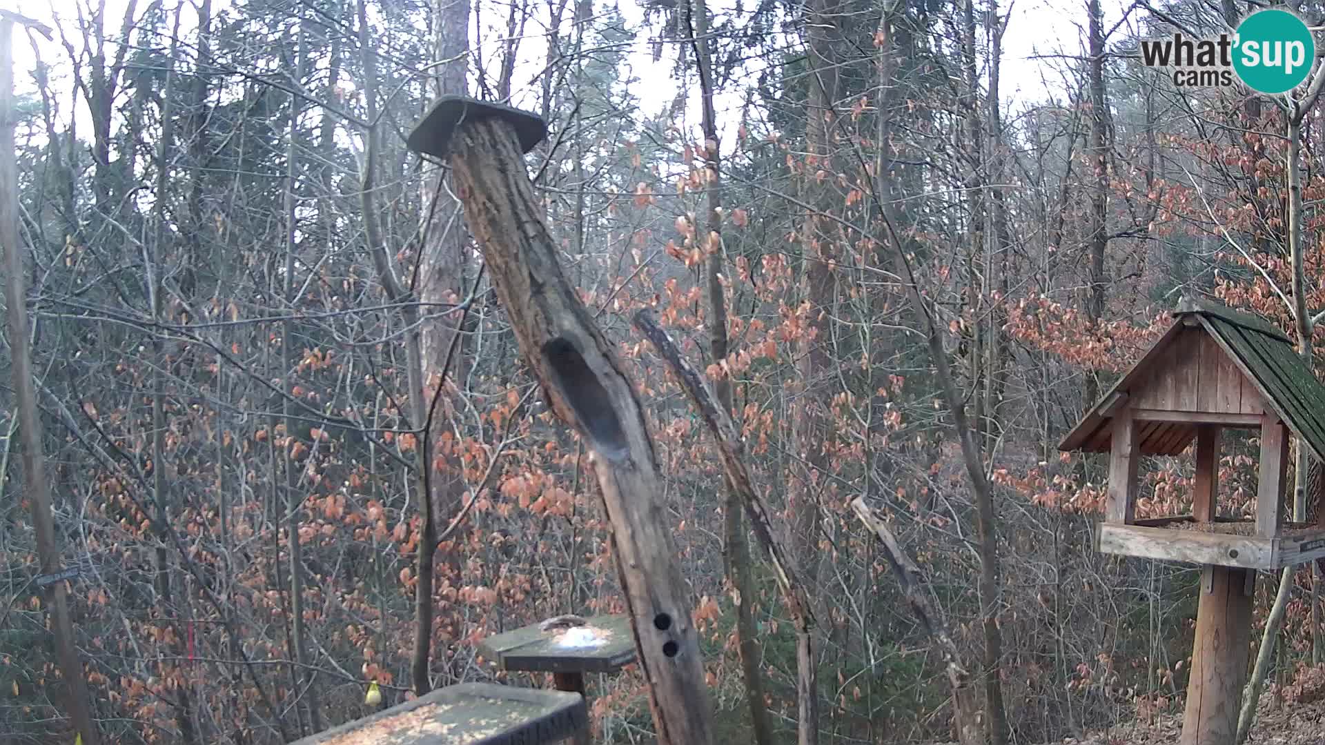 Comederos para pájaros en ZOO Ljubljana camera en vivo