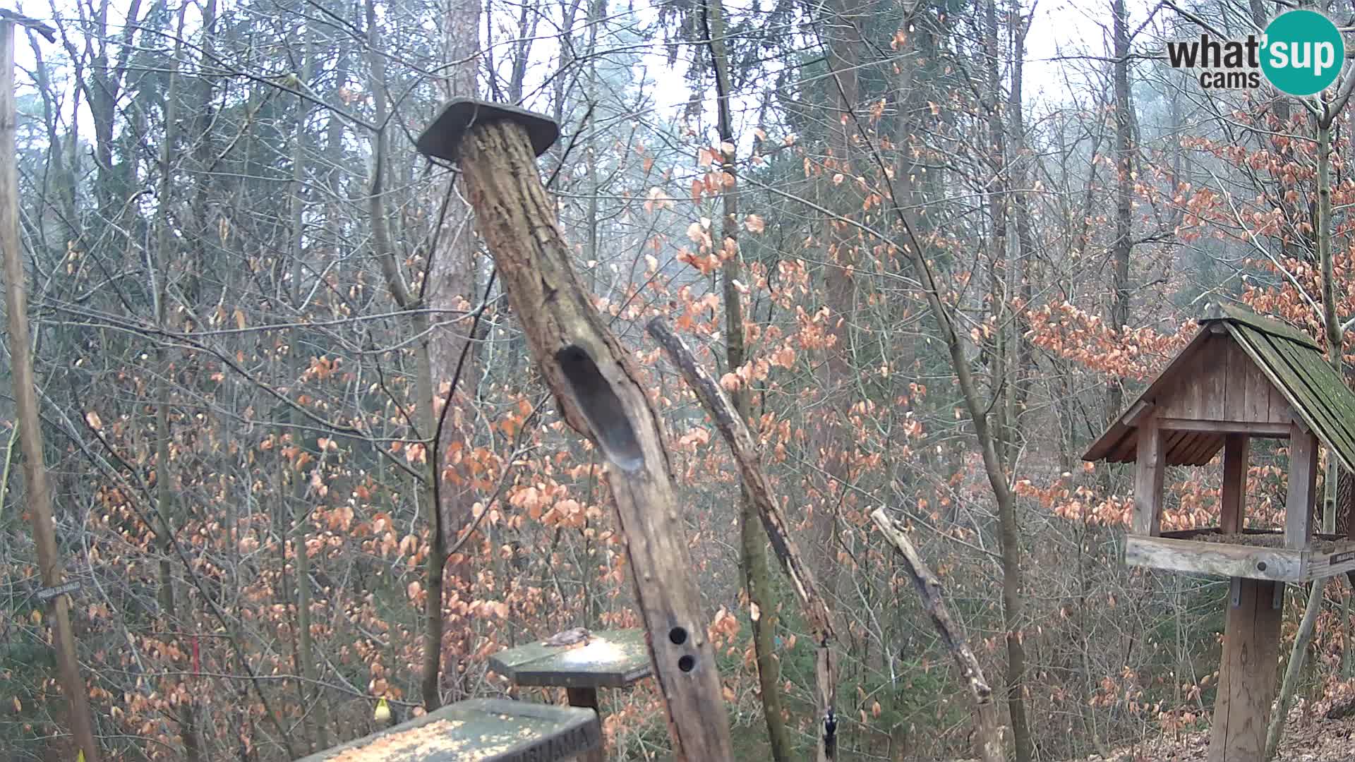 Mangeoires pour oiseaux au ZOO live webcam Ljubljana