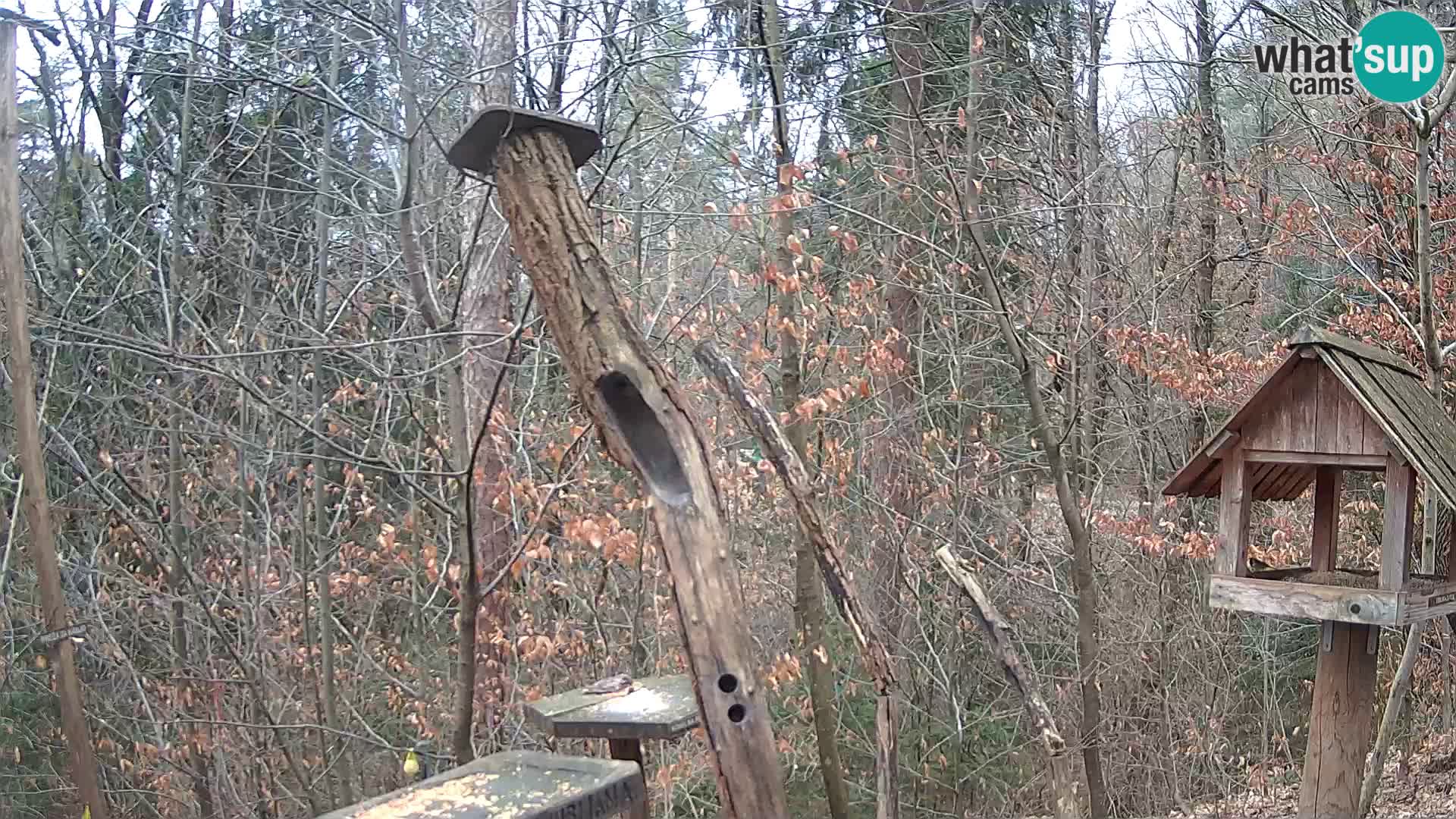 Mangiatoie per uccelli allo ZOO di Lubiana livecam