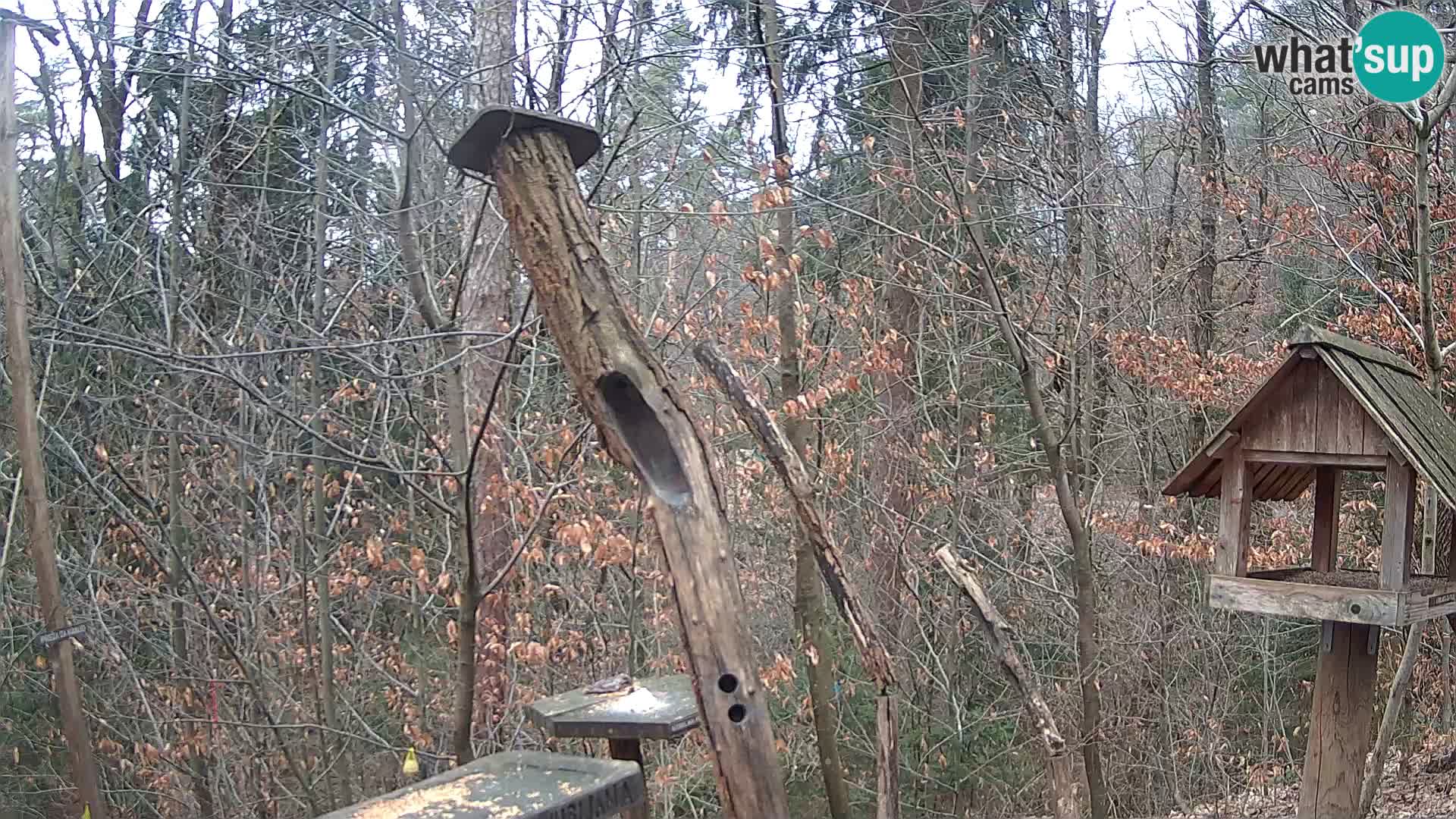 Krmilnice za ptiče v ZOO Ljubljana spletna kamera