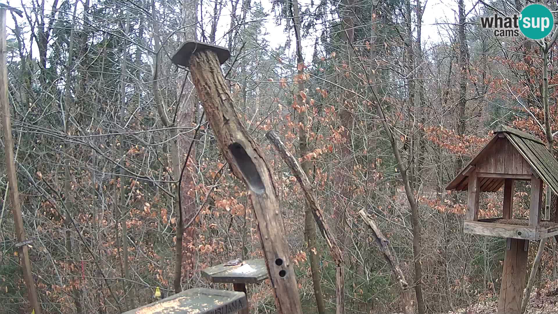 Mangeoires pour oiseaux au ZOO live webcam Ljubljana