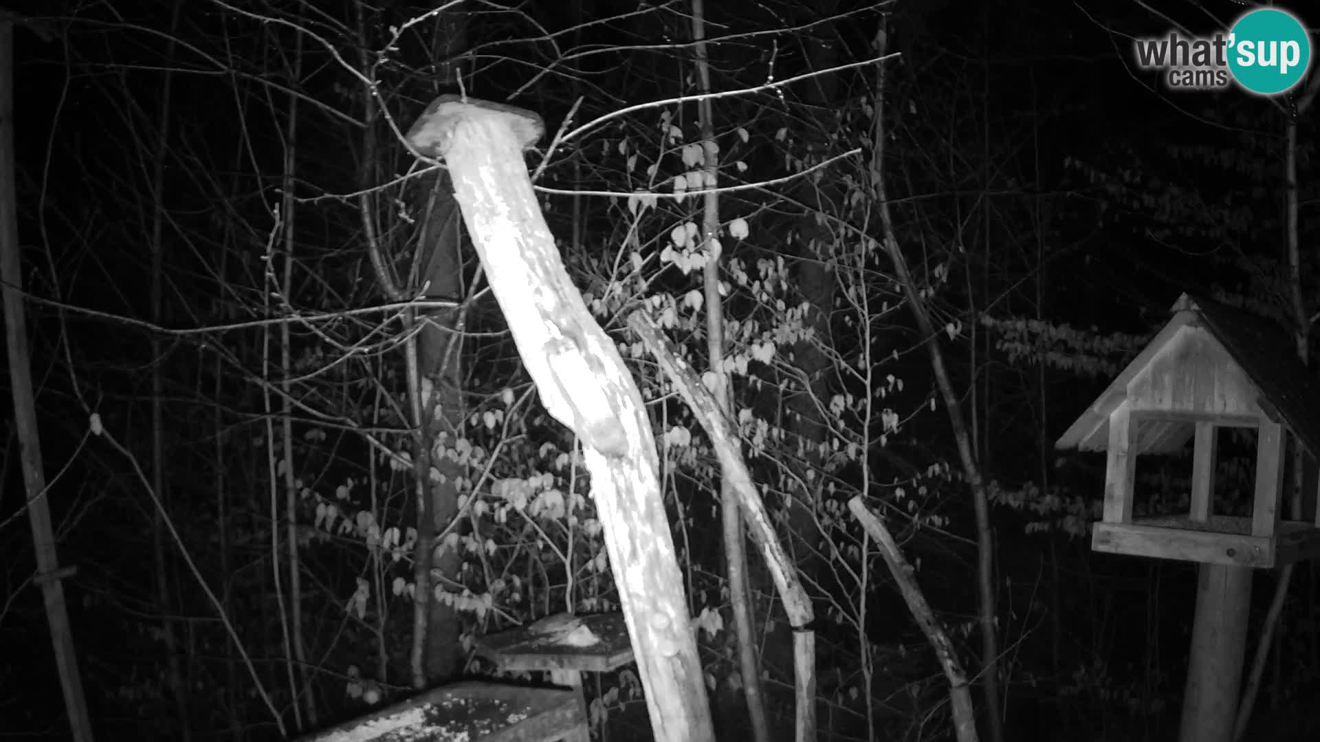 Bird feeders at ZOO Ljubljana webcam