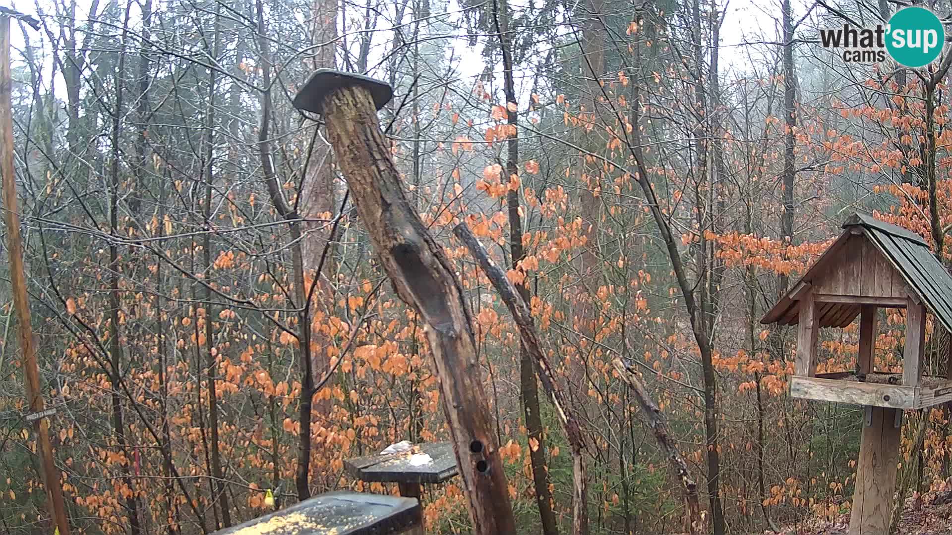 Bird feeders at ZOO Ljubljana webcam