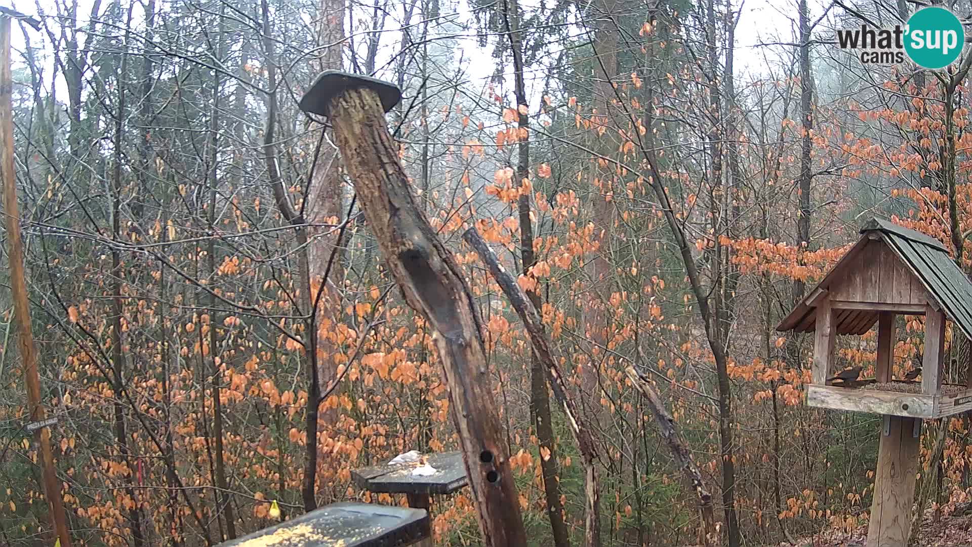 Mangeoires pour oiseaux au ZOO live webcam Ljubljana