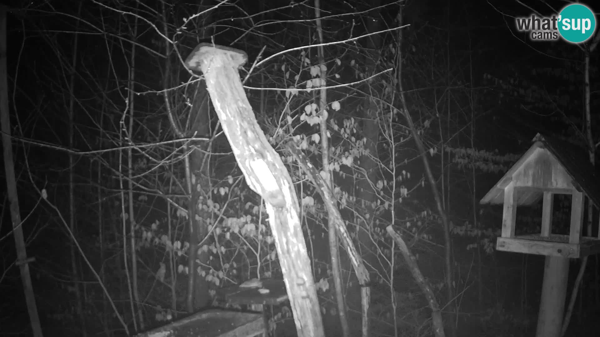 Vogelfutterhäuschen im ZOO webcam Ljubljana