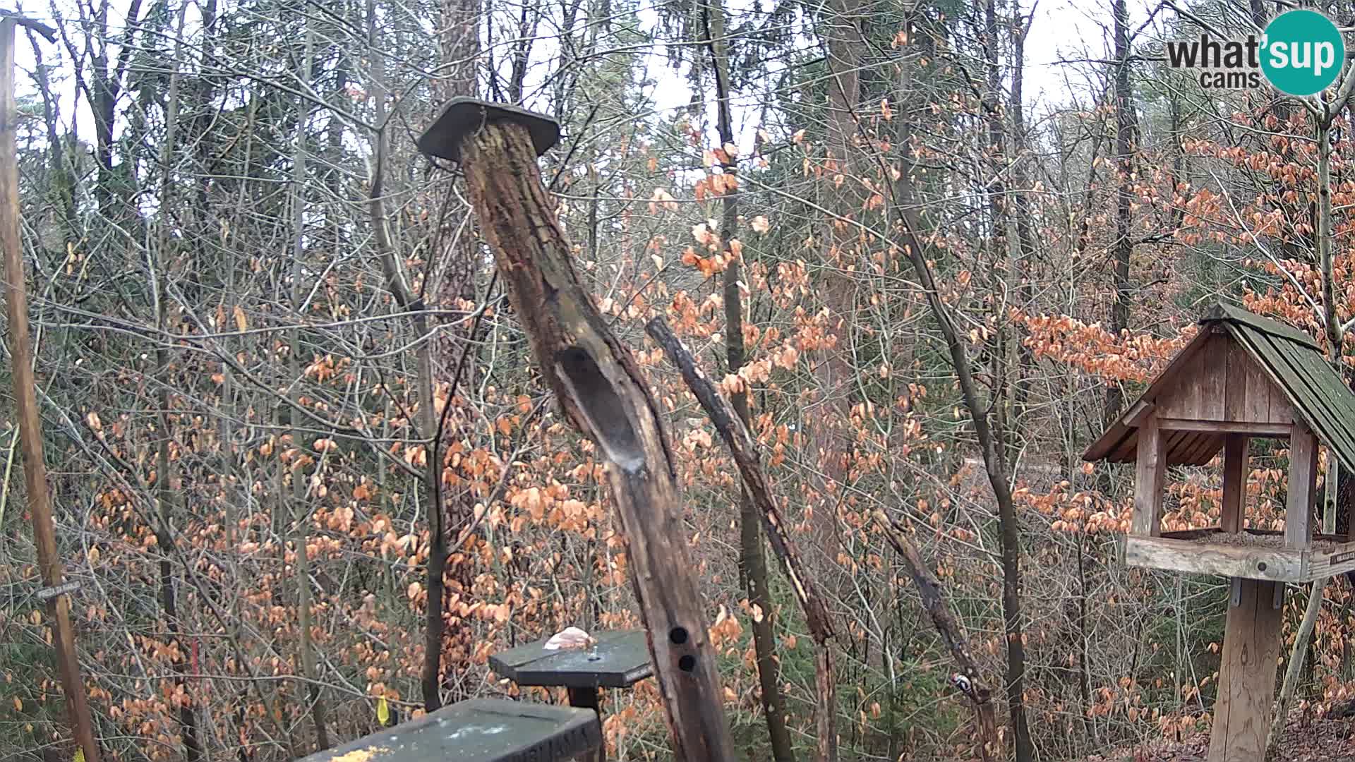 Bird feeders at ZOO Ljubljana webcam