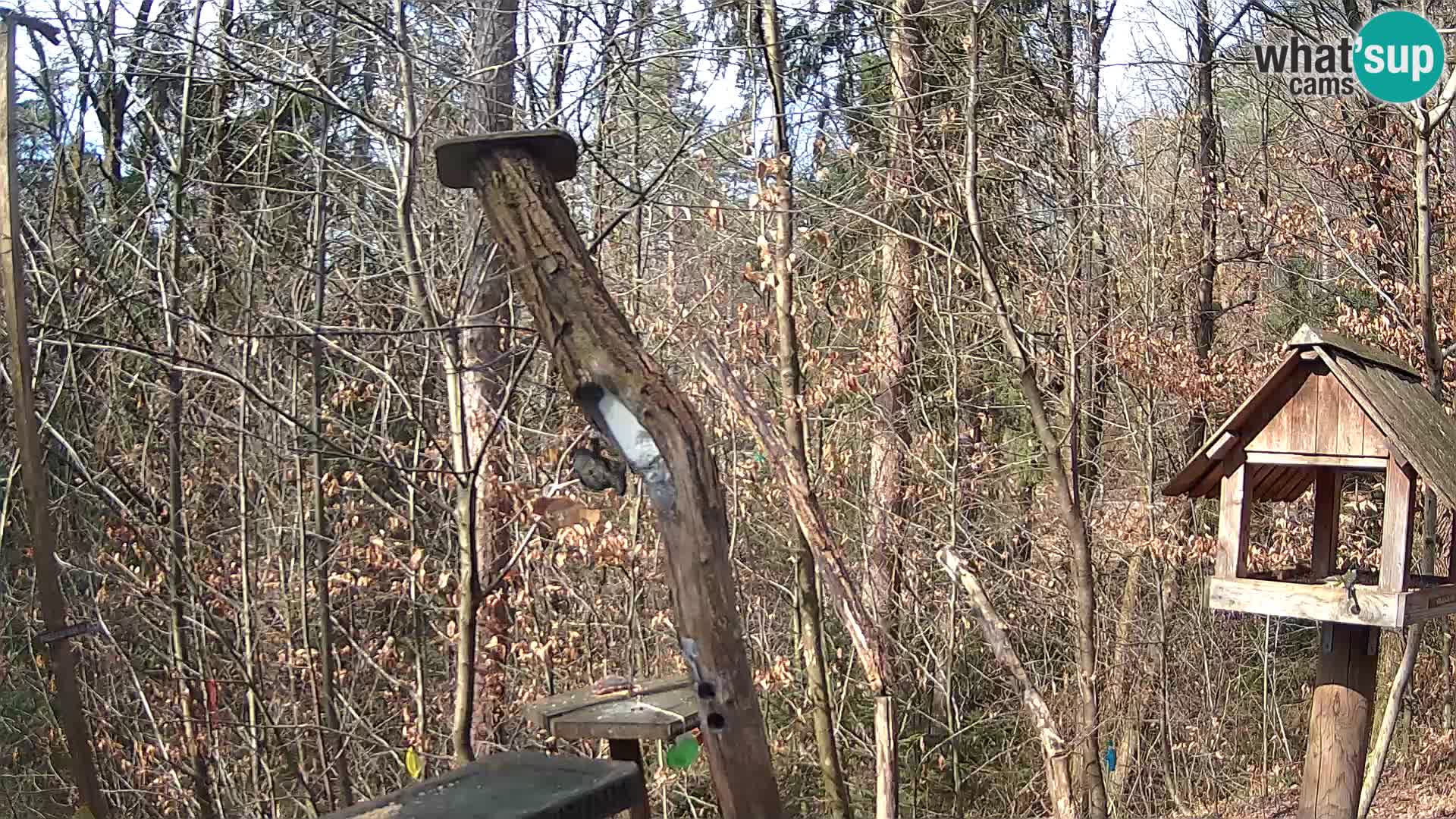 Bird feeders at ZOO Ljubljana webcam