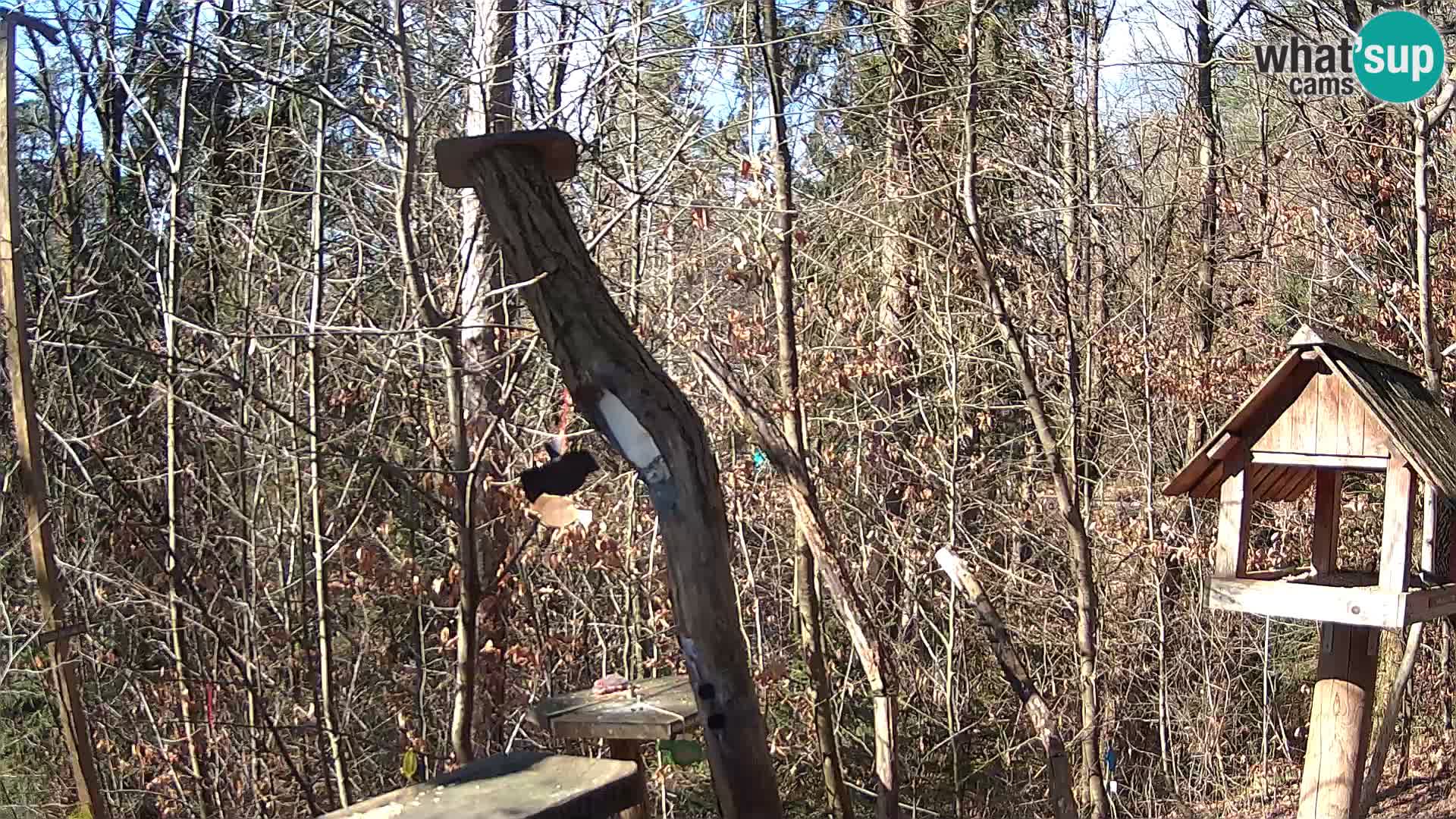 Bird feeders at ZOO Ljubljana webcam