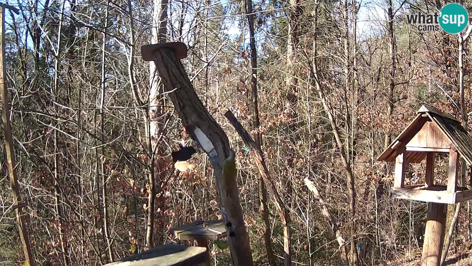 Bird feeders at ZOO Ljubljana webcam