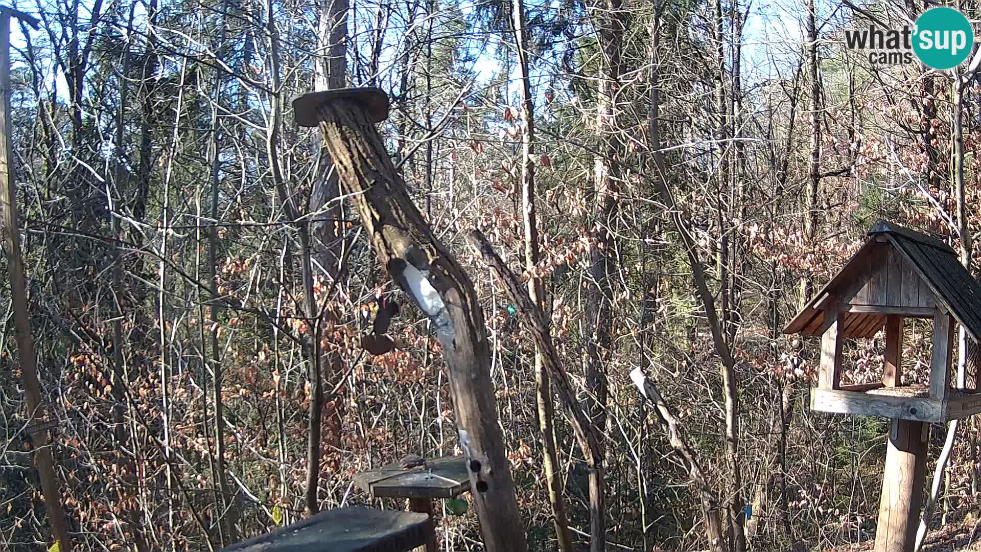 Mangeoires pour oiseaux au ZOO live webcam Ljubljana