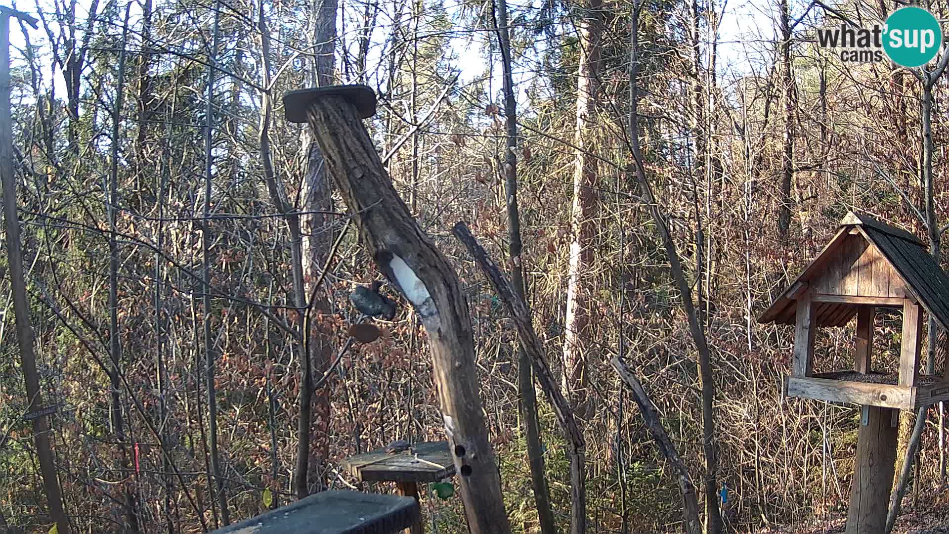 Bird feeders at ZOO Ljubljana webcam