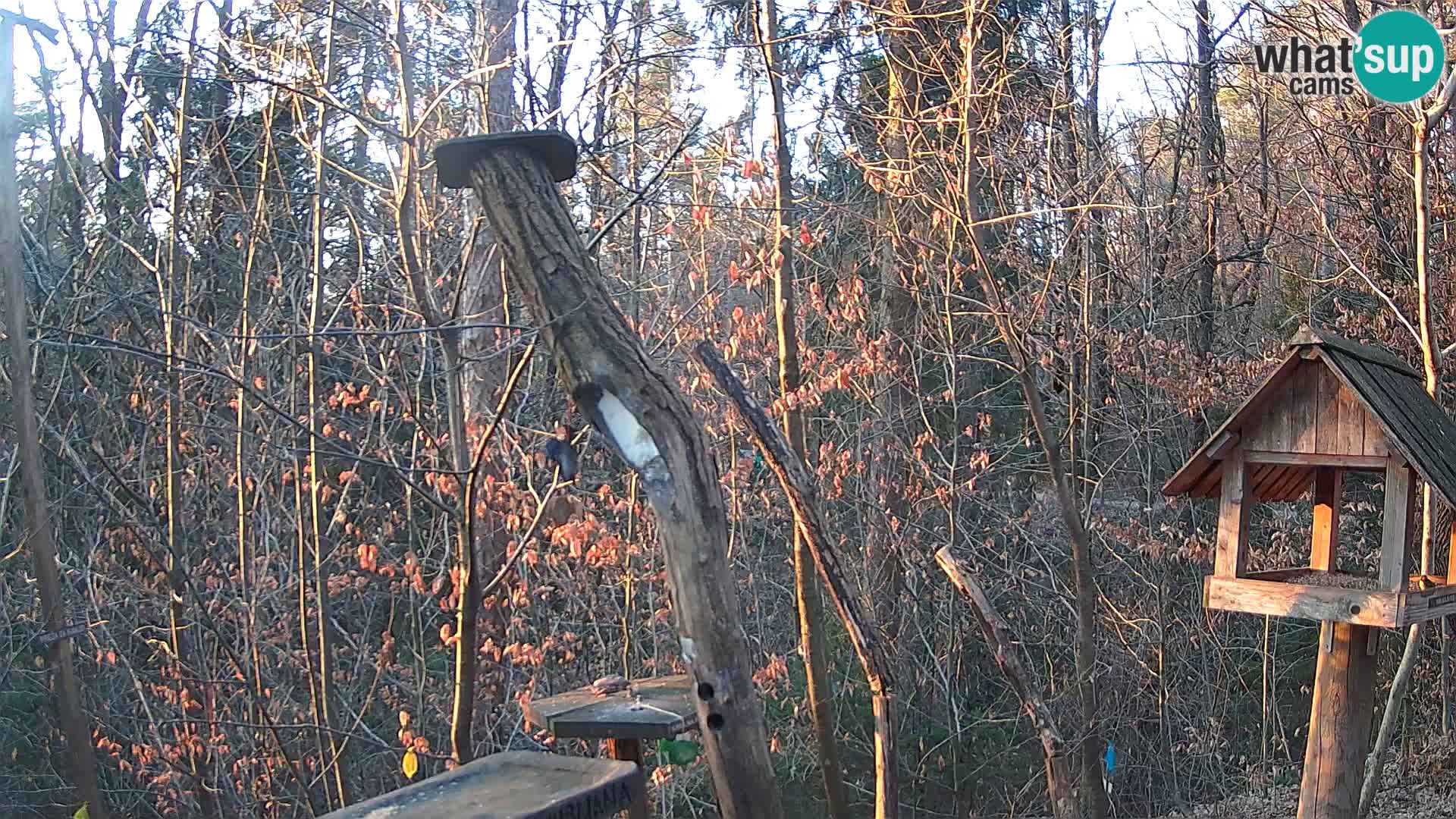 Comederos para pájaros en ZOO Ljubljana camera en vivo