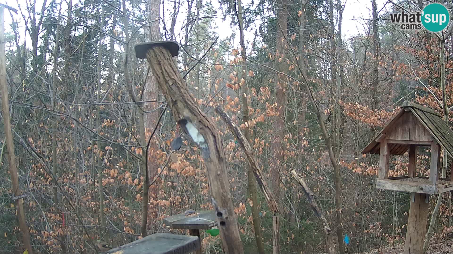 Vogelfutterhäuschen im ZOO webcam Ljubljana