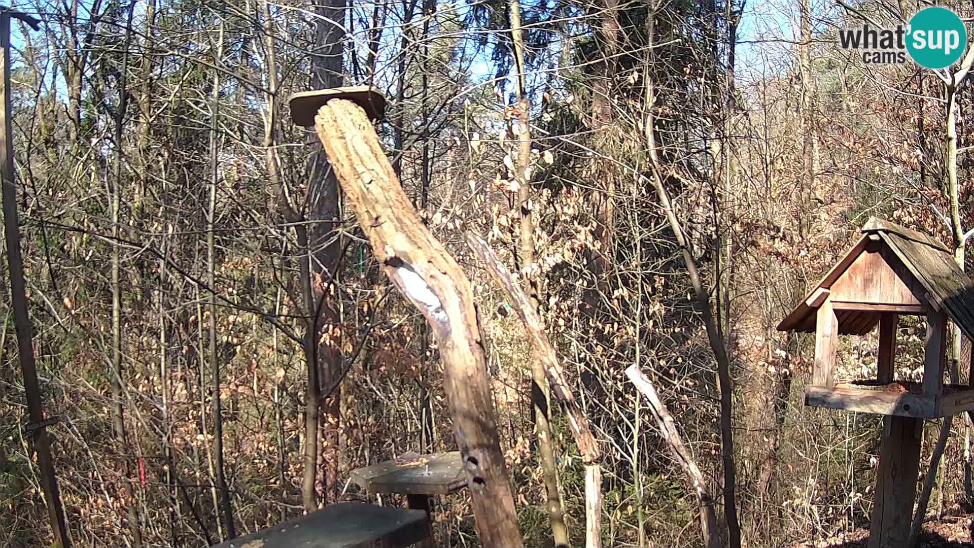 Bird feeders at ZOO Ljubljana webcam