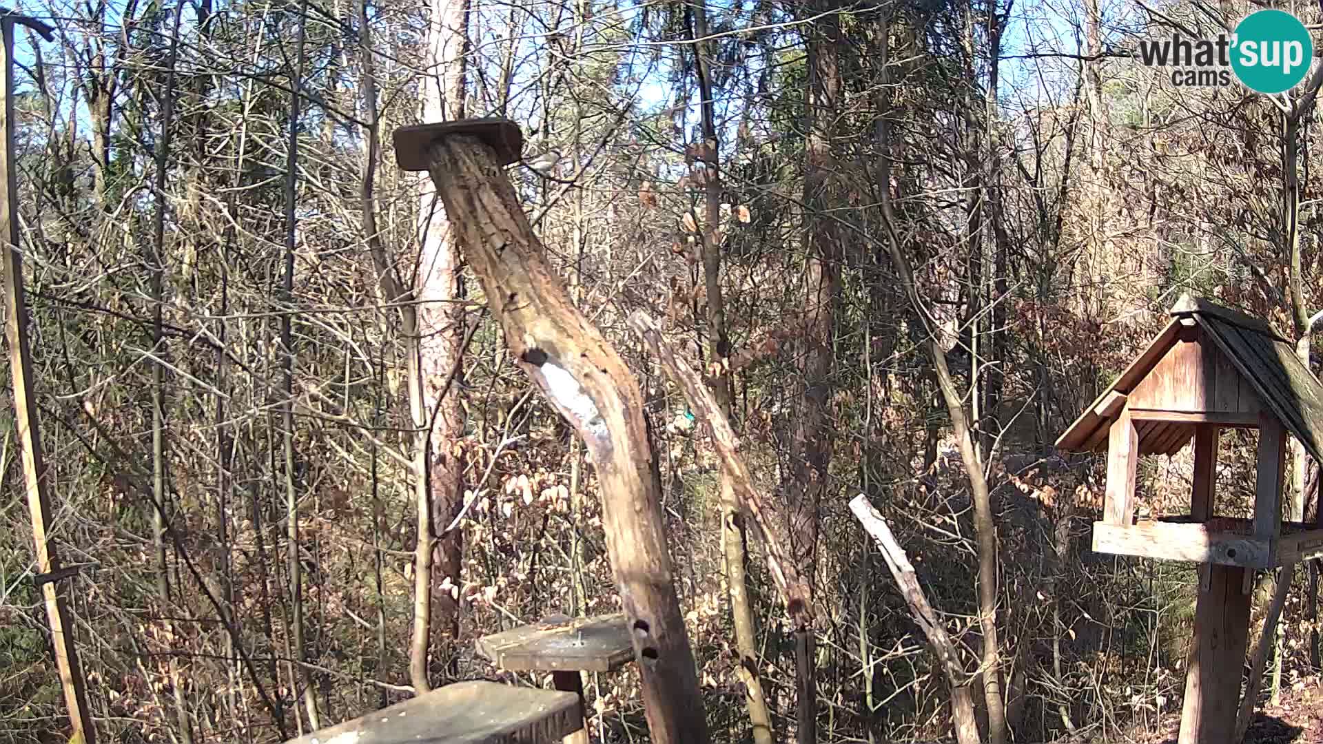 Comederos para pájaros en ZOO Ljubljana camera en vivo