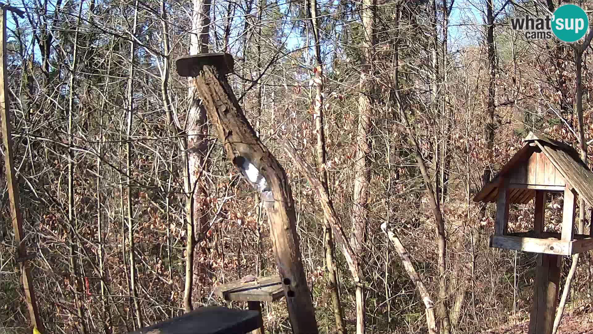 Bird feeders at ZOO Ljubljana webcam