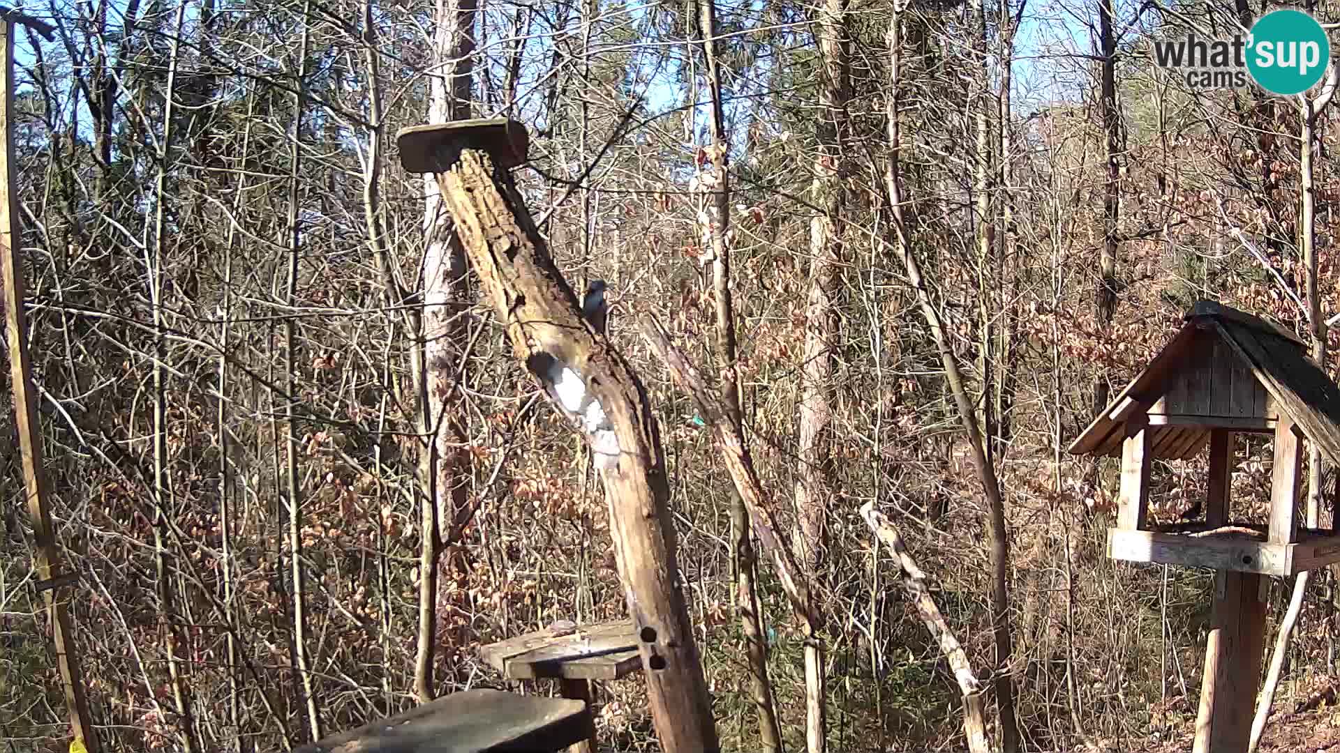 Mangeoires pour oiseaux au ZOO live webcam Ljubljana