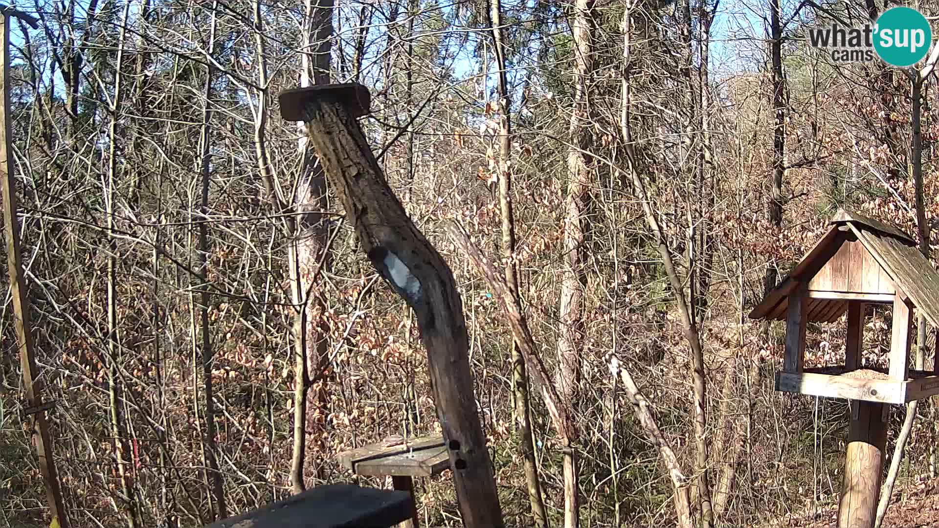 Mangeoires pour oiseaux au ZOO live webcam Ljubljana