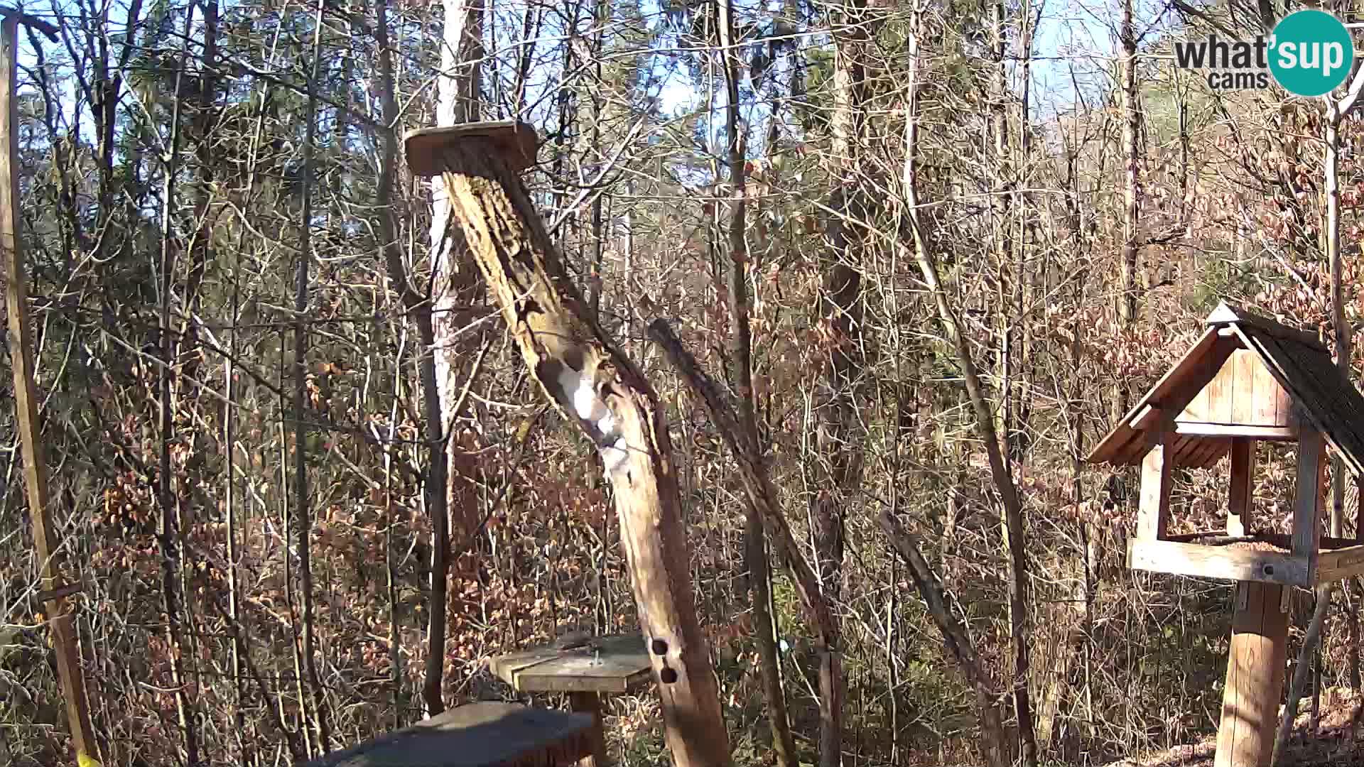 Vogelfutterhäuschen im ZOO webcam Ljubljana