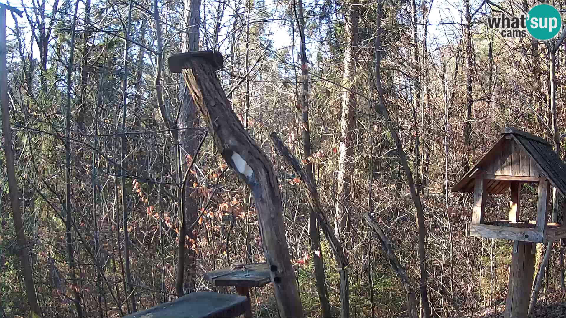 Bird feeders at ZOO Ljubljana webcam