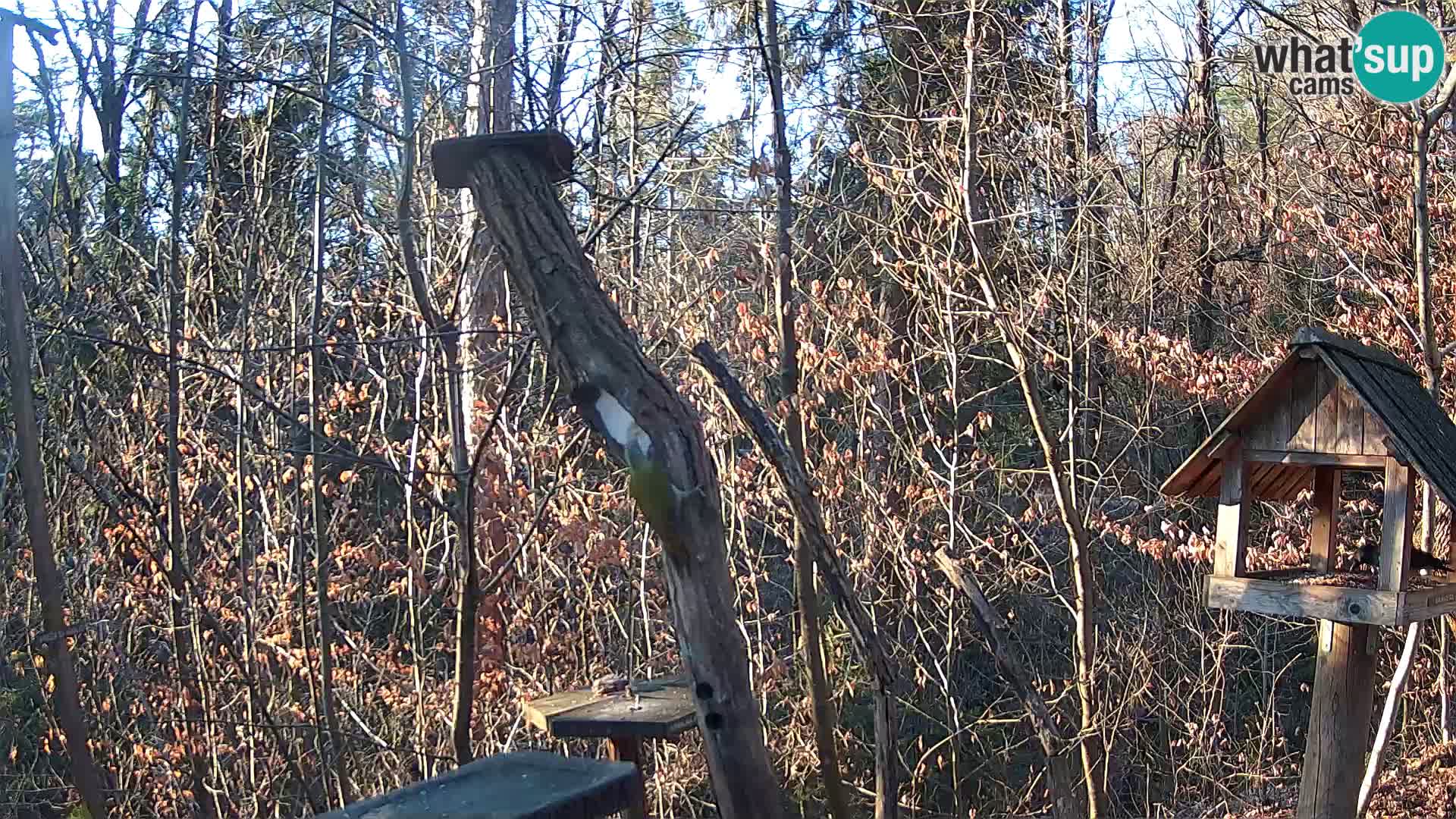 Bird feeders at ZOO Ljubljana webcam