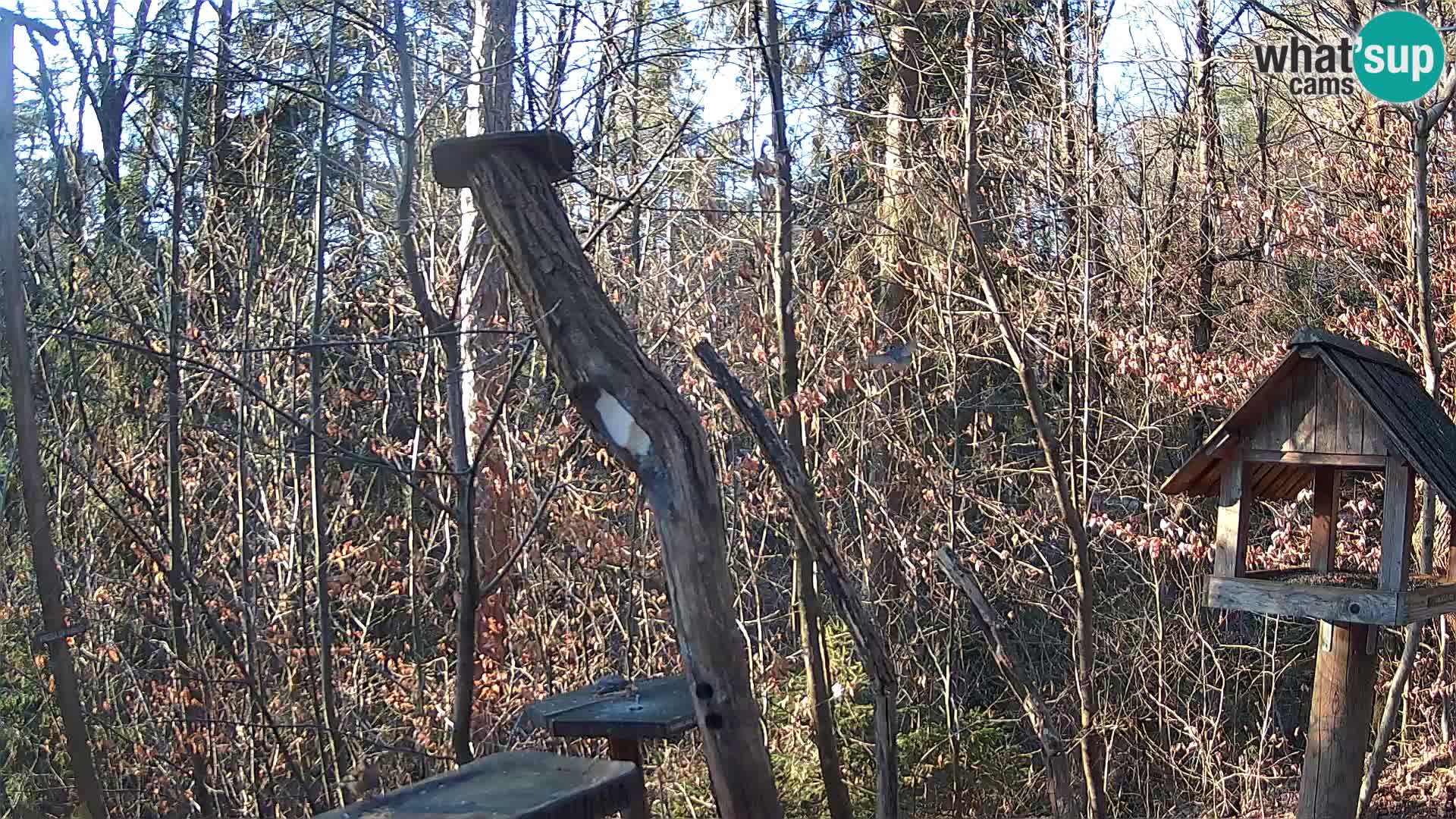 Mangeoires pour oiseaux au ZOO live webcam Ljubljana