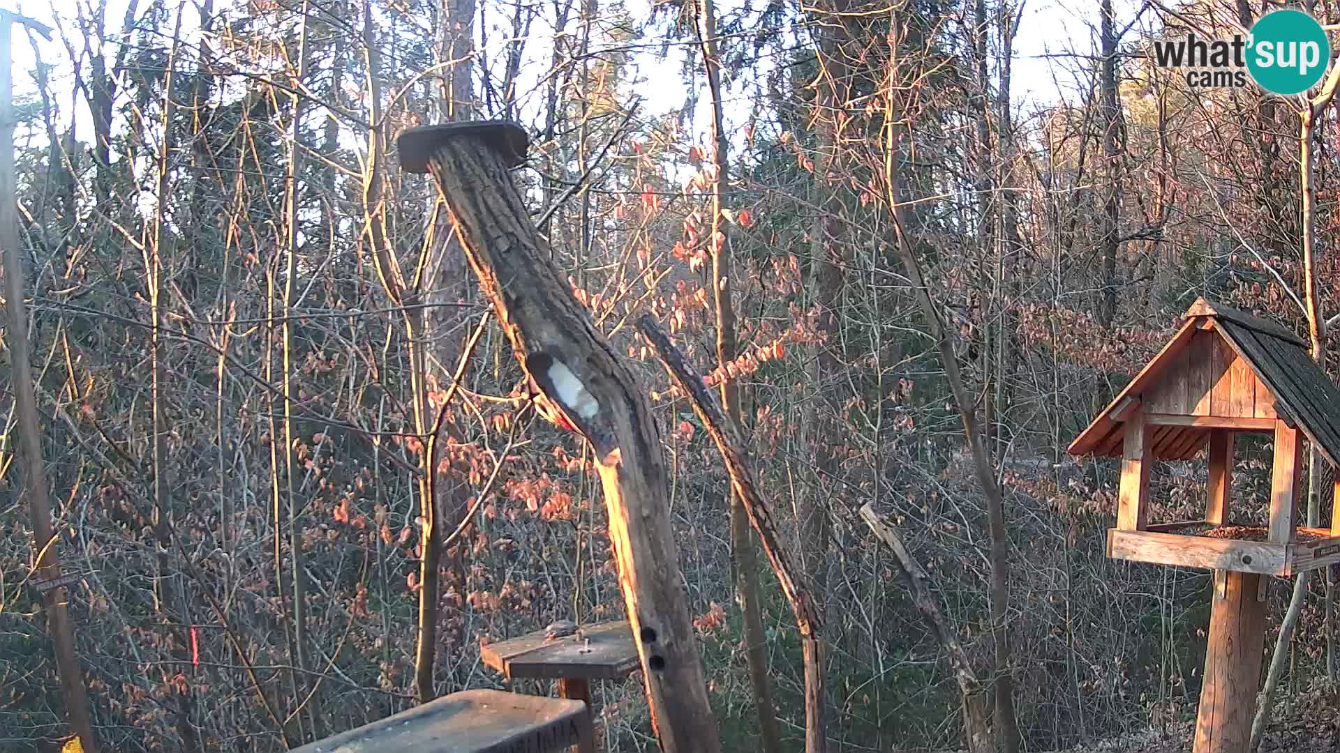 Mangeoires pour oiseaux au ZOO live webcam Ljubljana