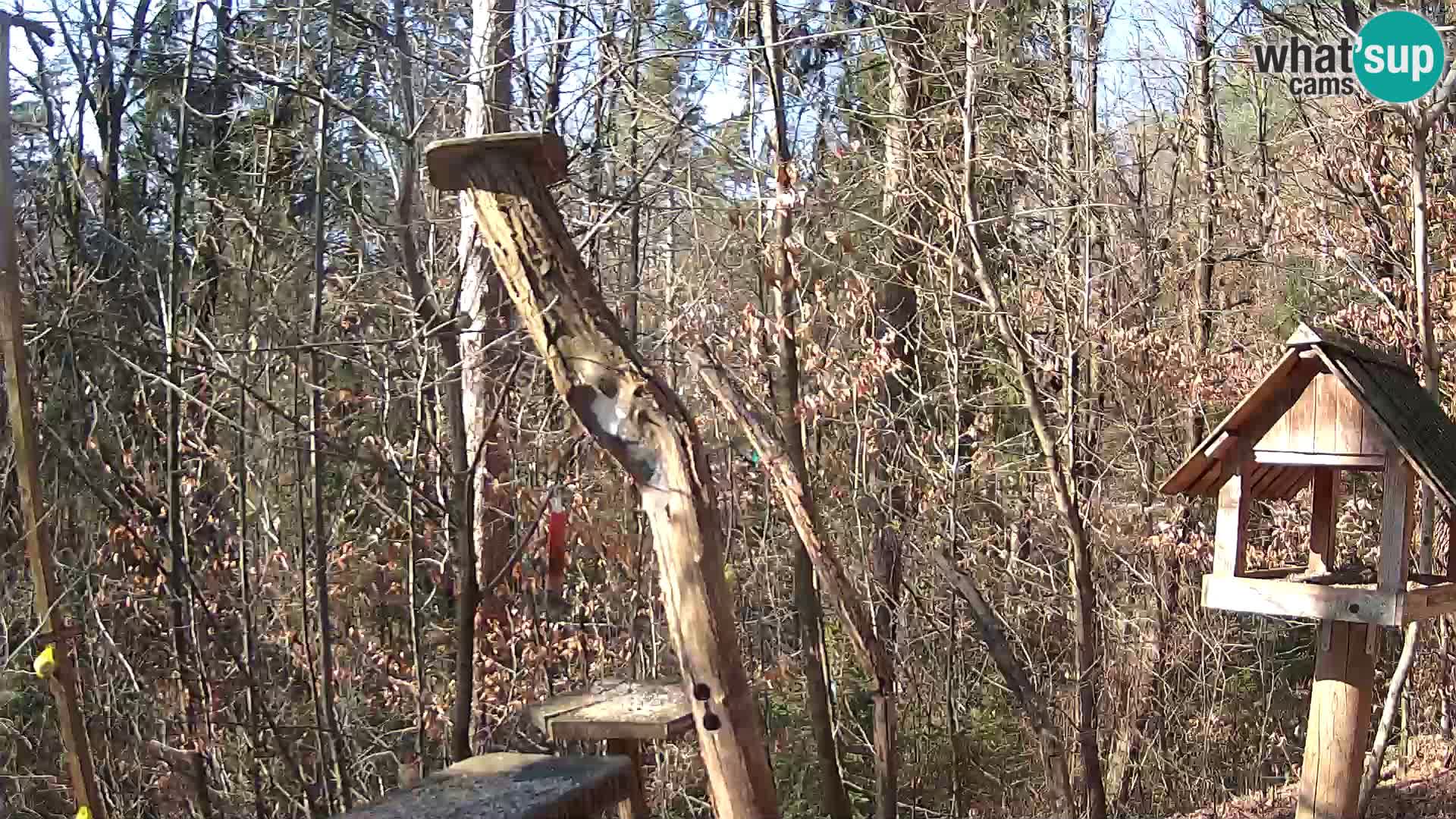 Comederos para pájaros en ZOO Ljubljana camera en vivo