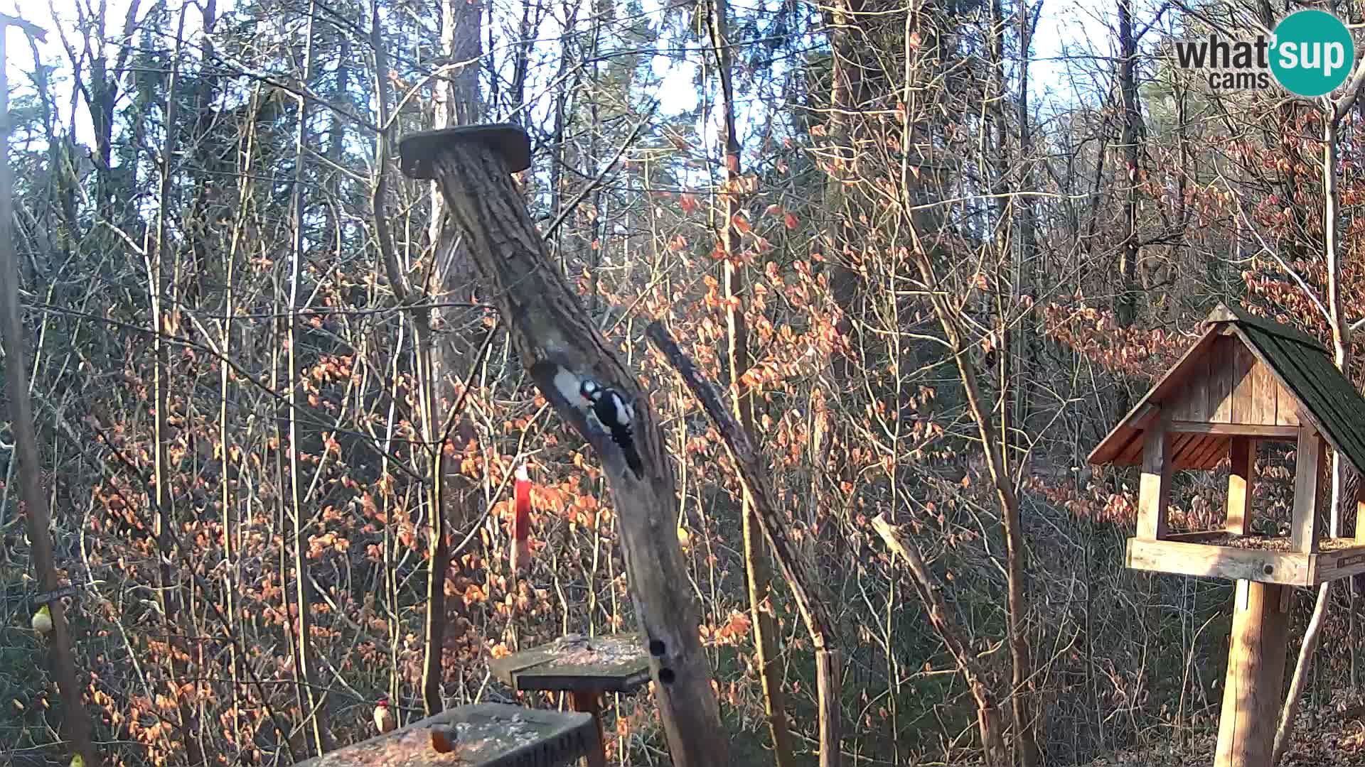 Bird feeders at ZOO Ljubljana webcam