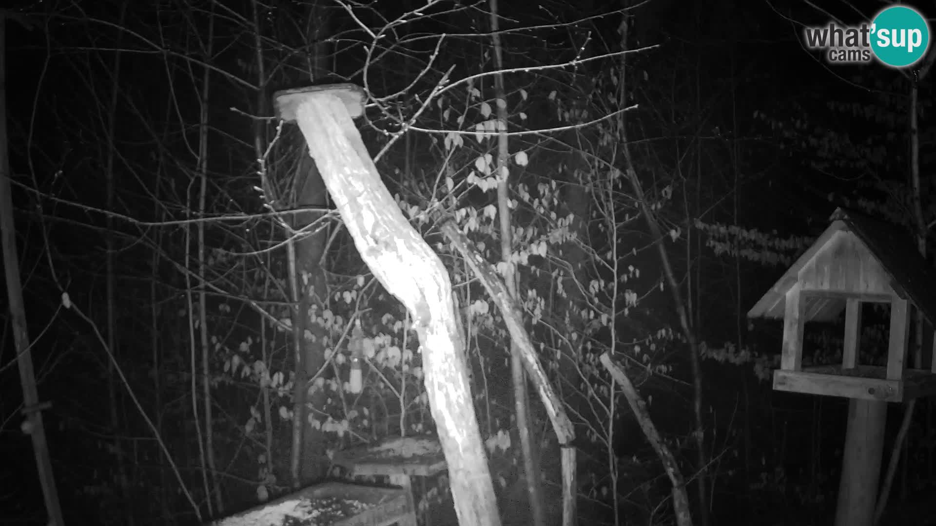 Bird feeders at ZOO Ljubljana webcam