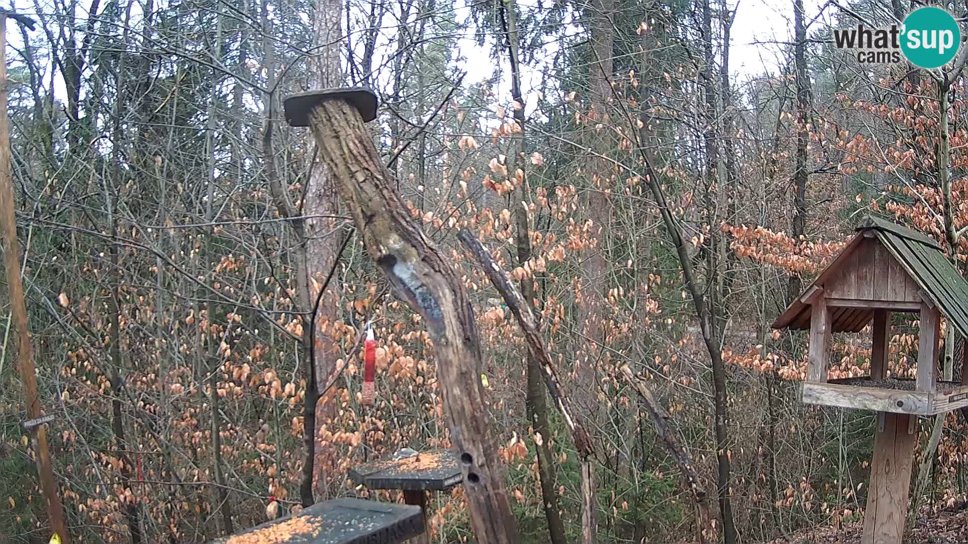 Mangeoires pour oiseaux au ZOO live webcam Ljubljana