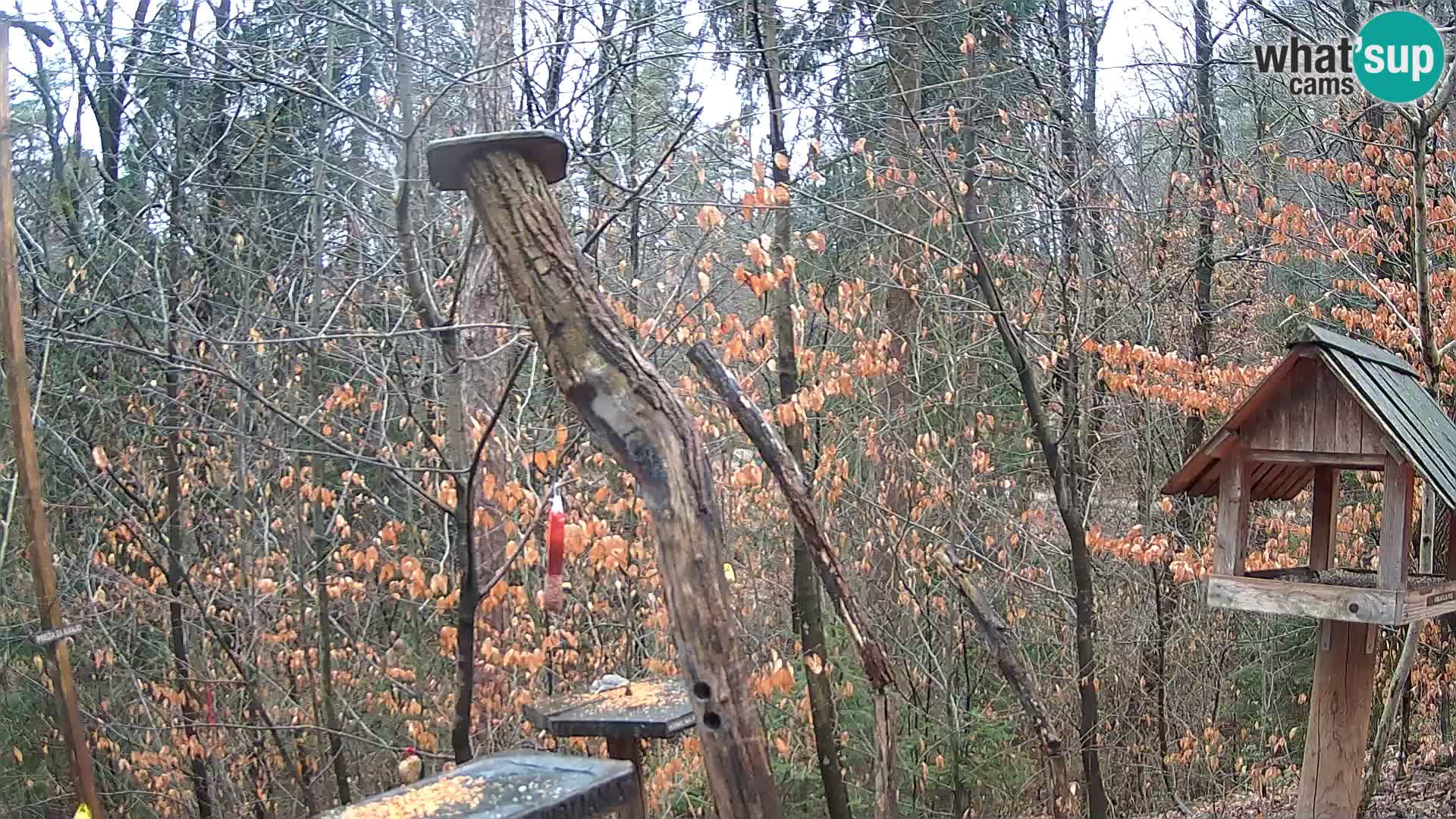 Bird feeders at ZOO Ljubljana webcam