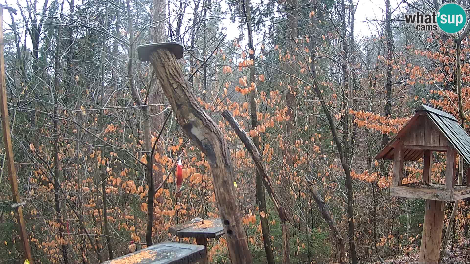 Vogelfutterhäuschen im ZOO webcam Ljubljana