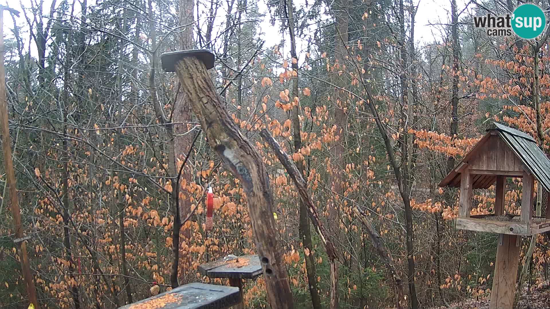 Vogelfutterhäuschen im ZOO webcam Ljubljana