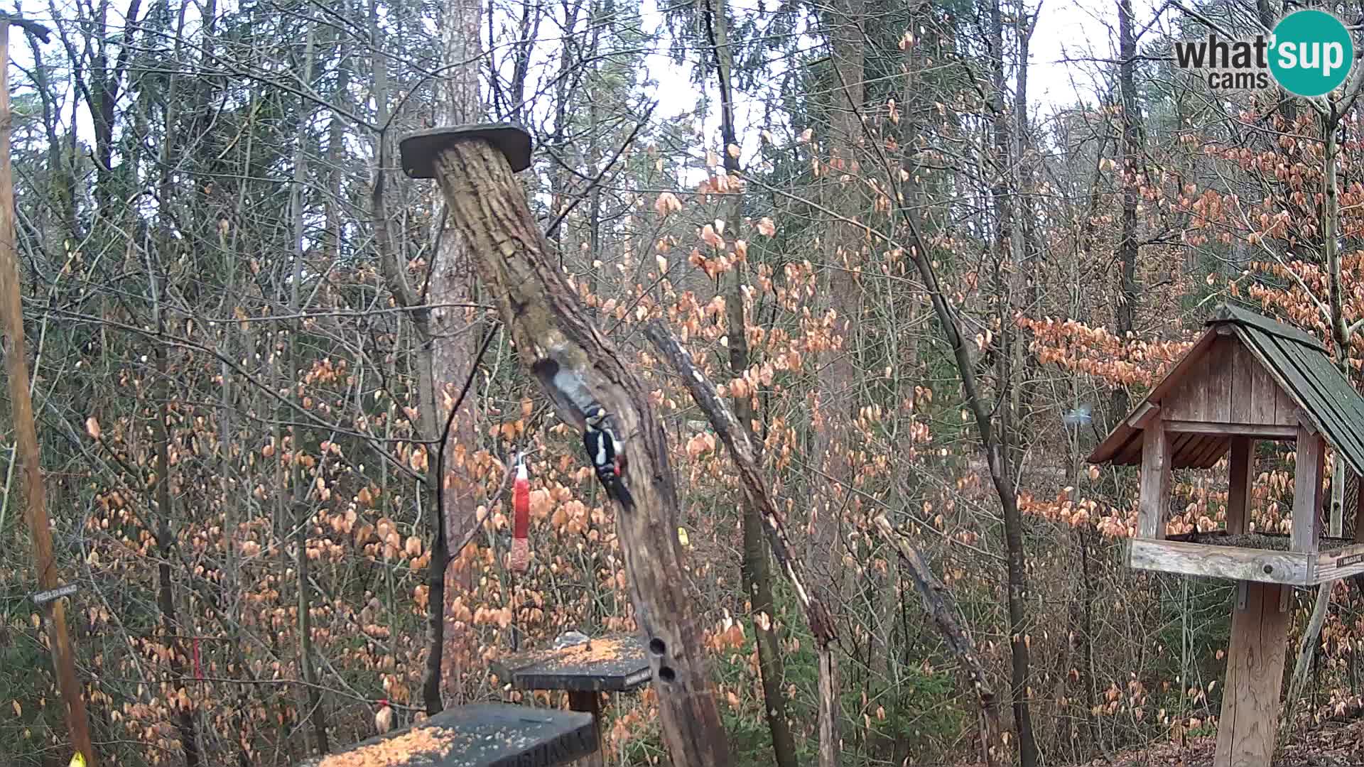 Bird feeders at ZOO Ljubljana webcam