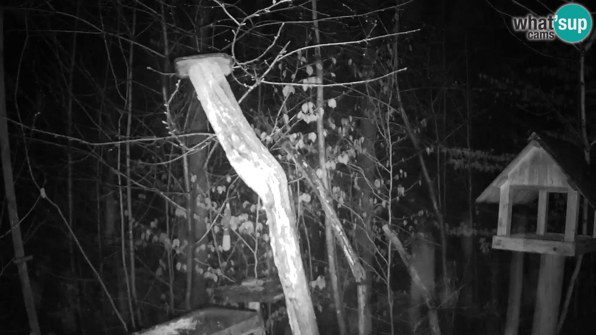 Vogelfutterhäuschen im ZOO webcam Ljubljana